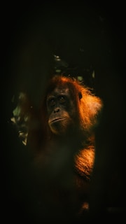 A close up of a monkey in the dark