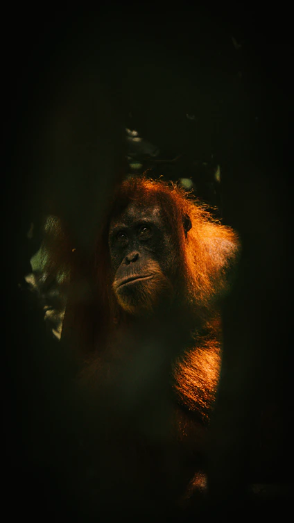 Orangutan