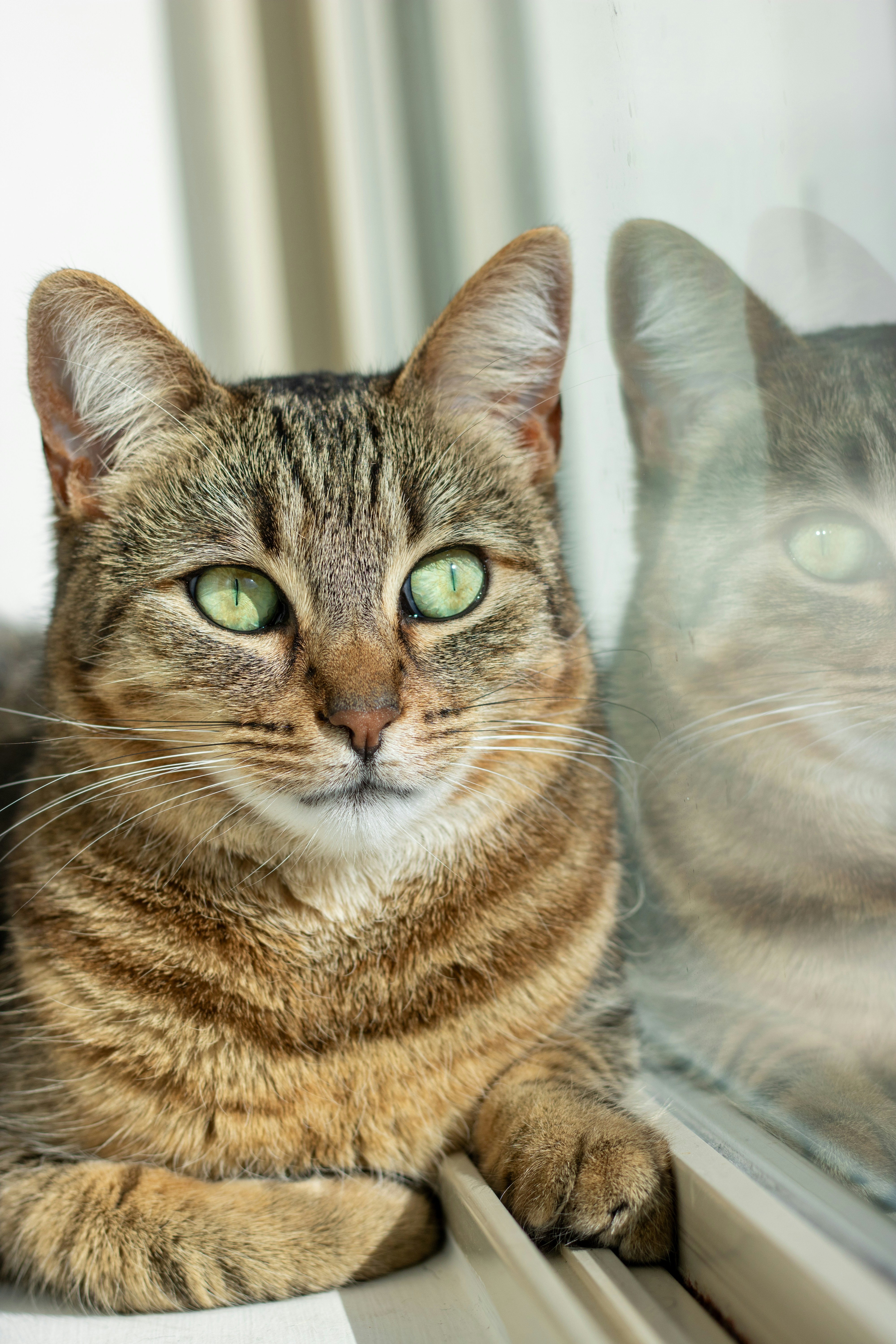 A couple of cats sitting on top of a window sill