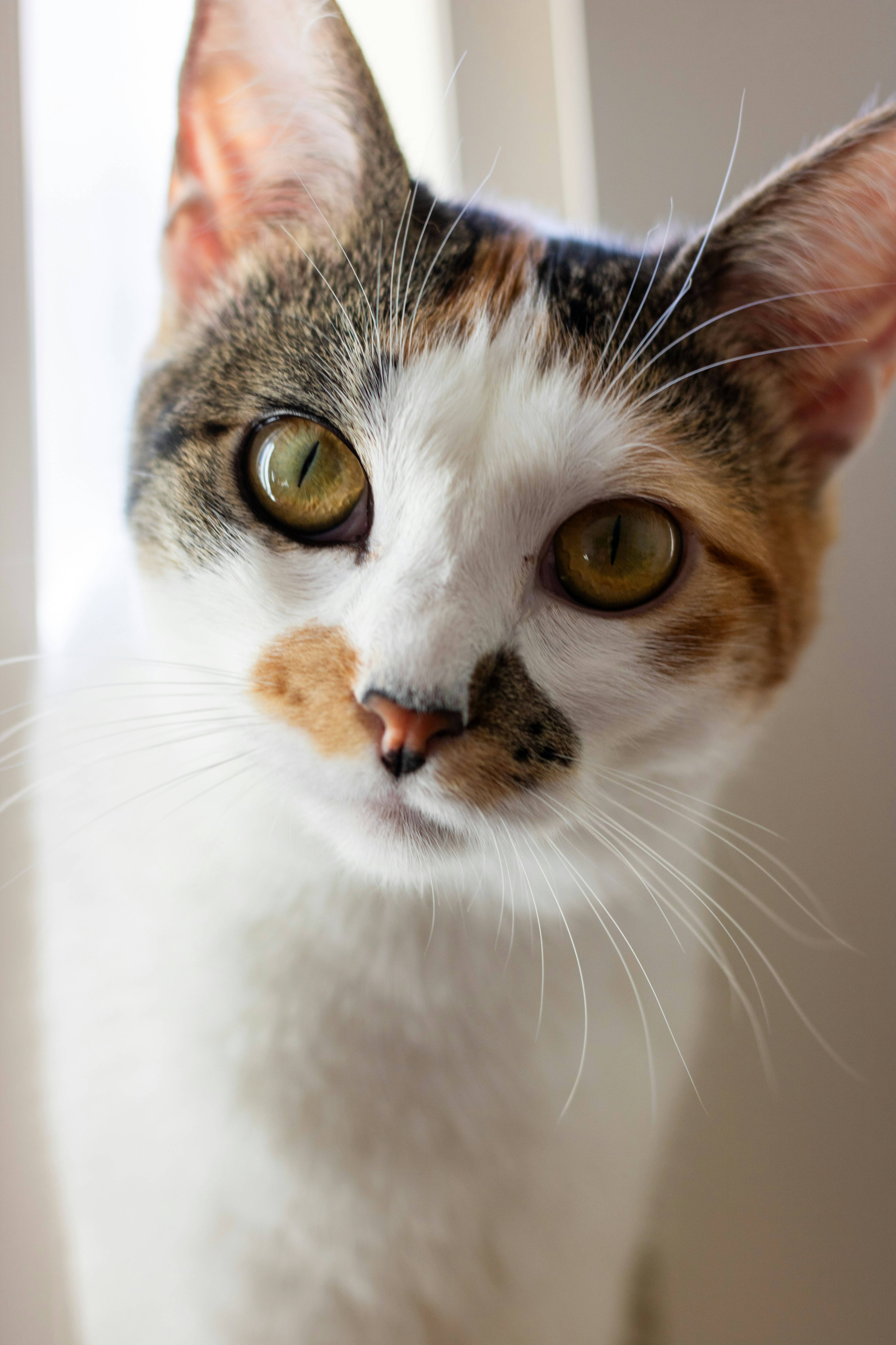 A close up of a cat near a window
