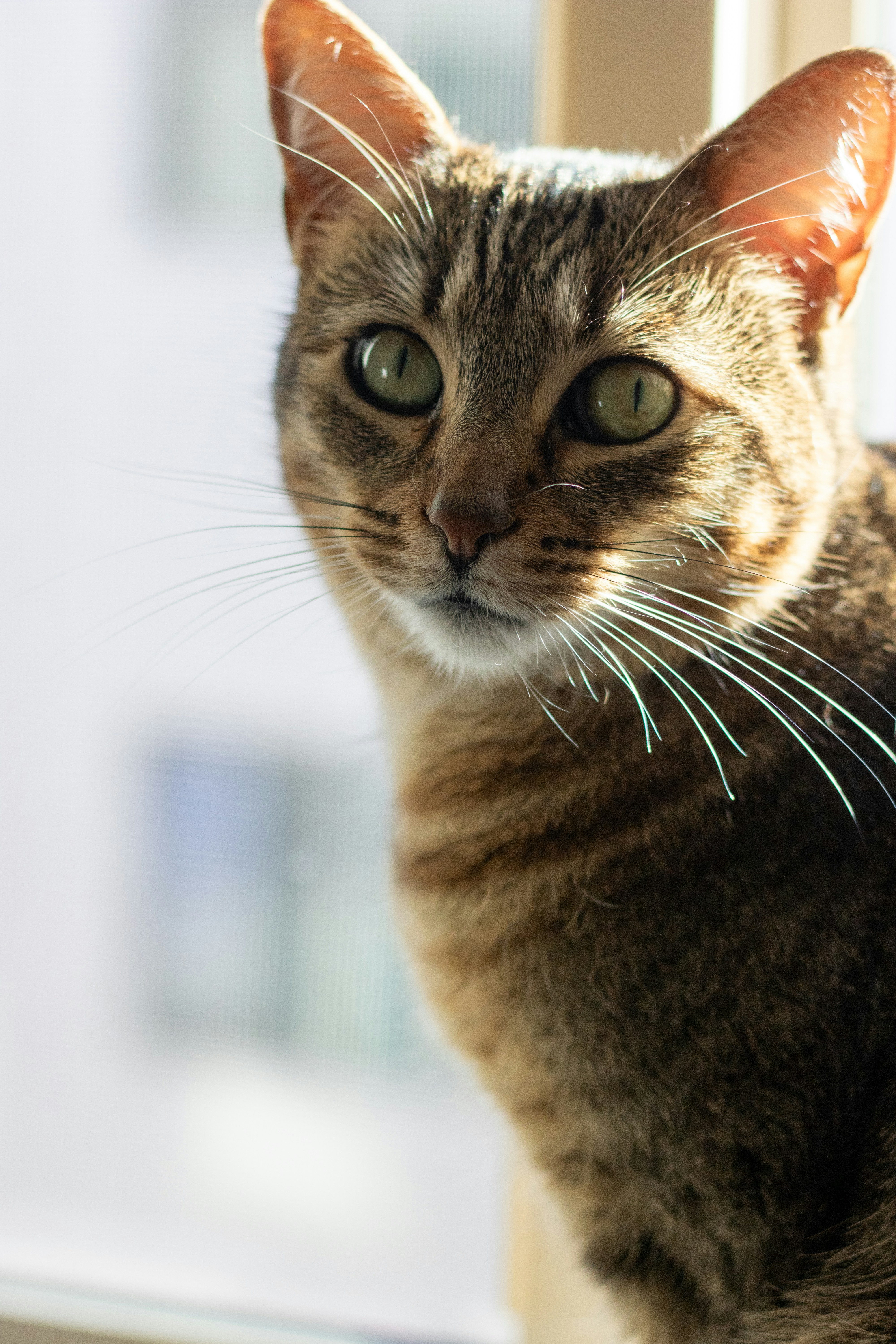 A close up of a cat near a window