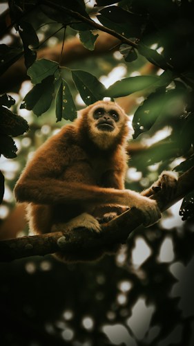 Sumatra: Indonesia's Wild Western Island