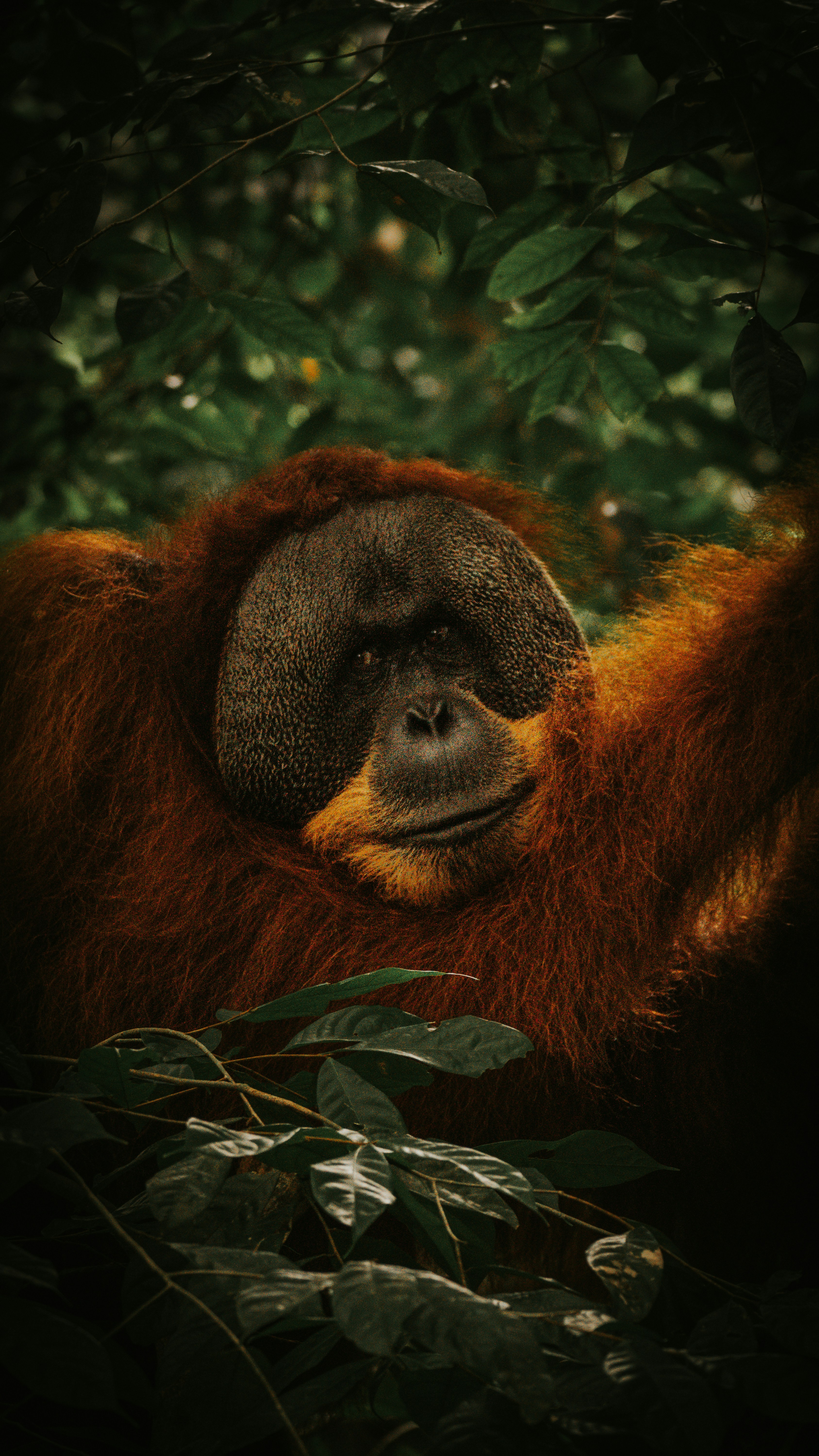 Bukit Lawang photo 2