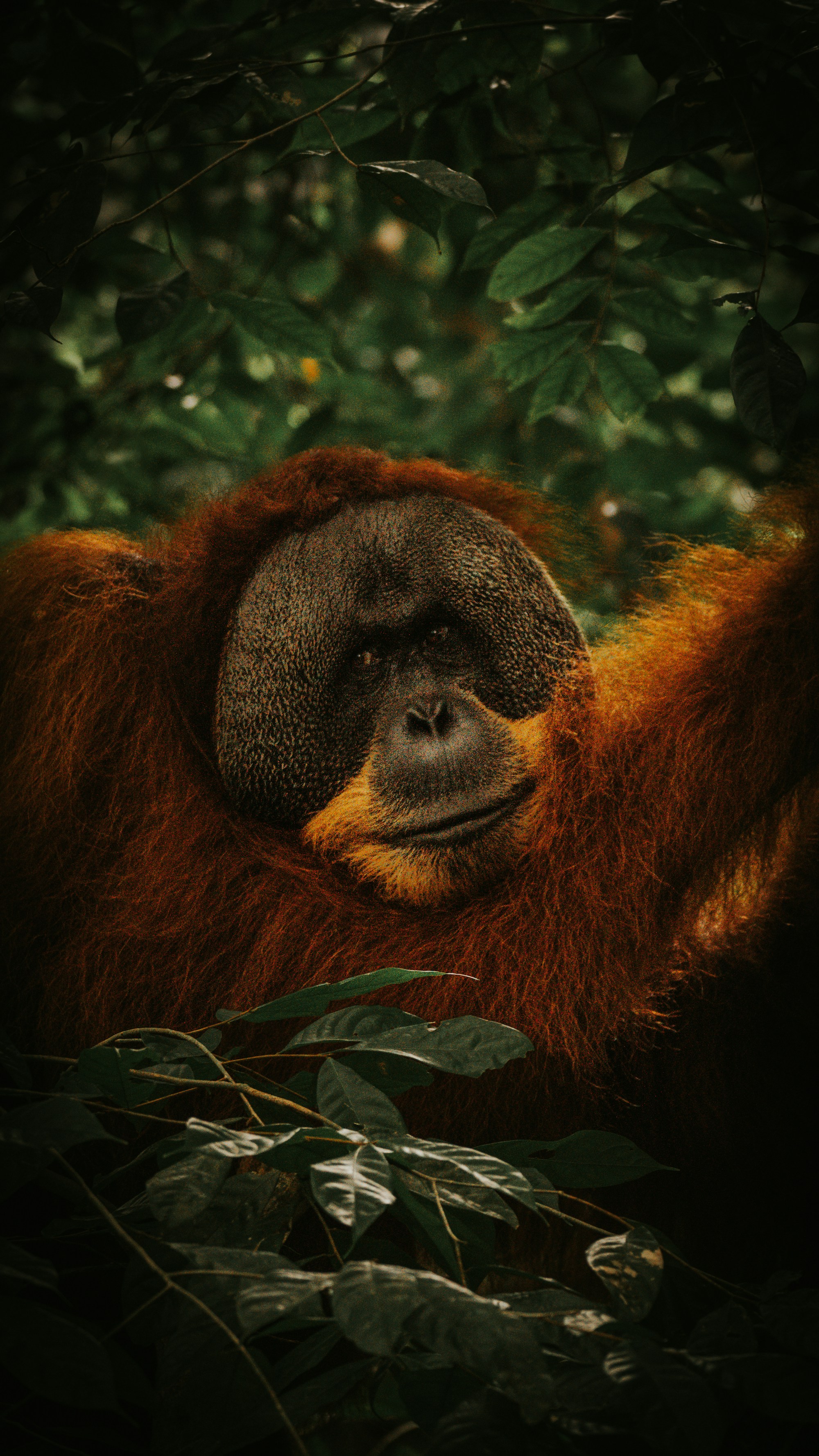 Exploring Sumatra: Travel Guide