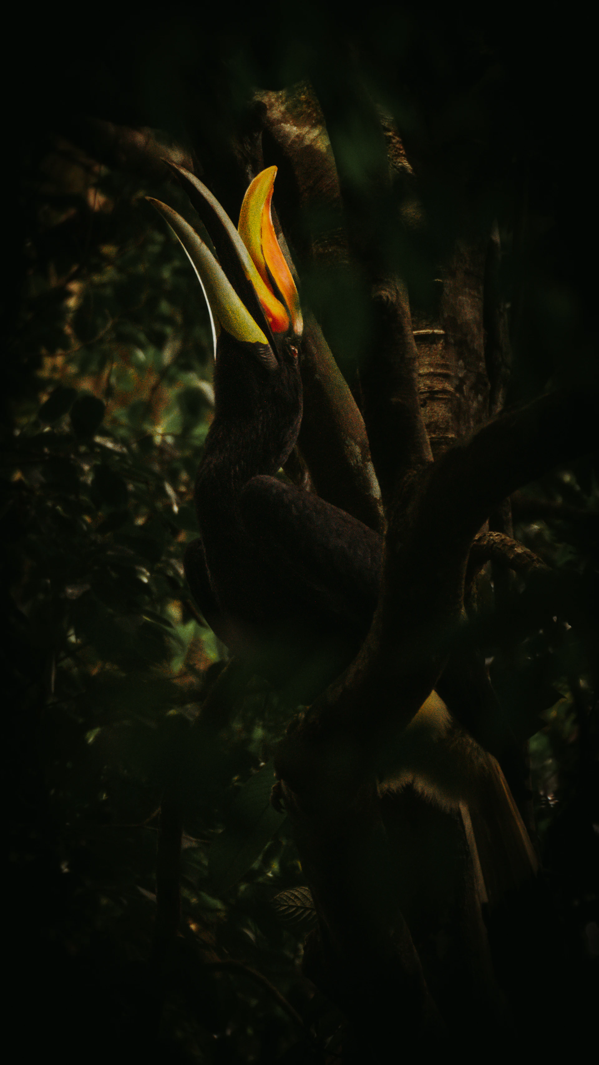 A bird with a yellow beak sitting in a tree