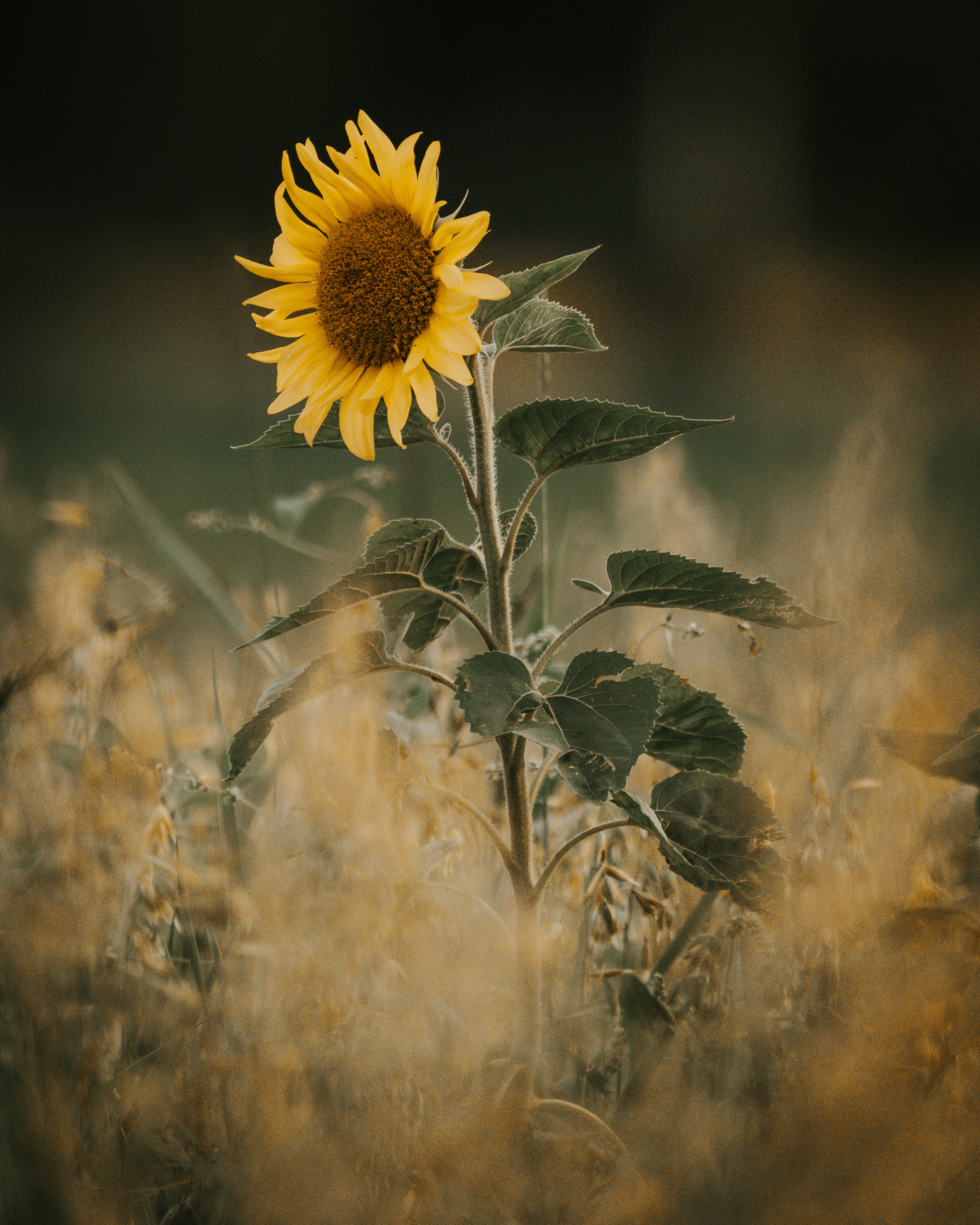 Photo by nickreijrink