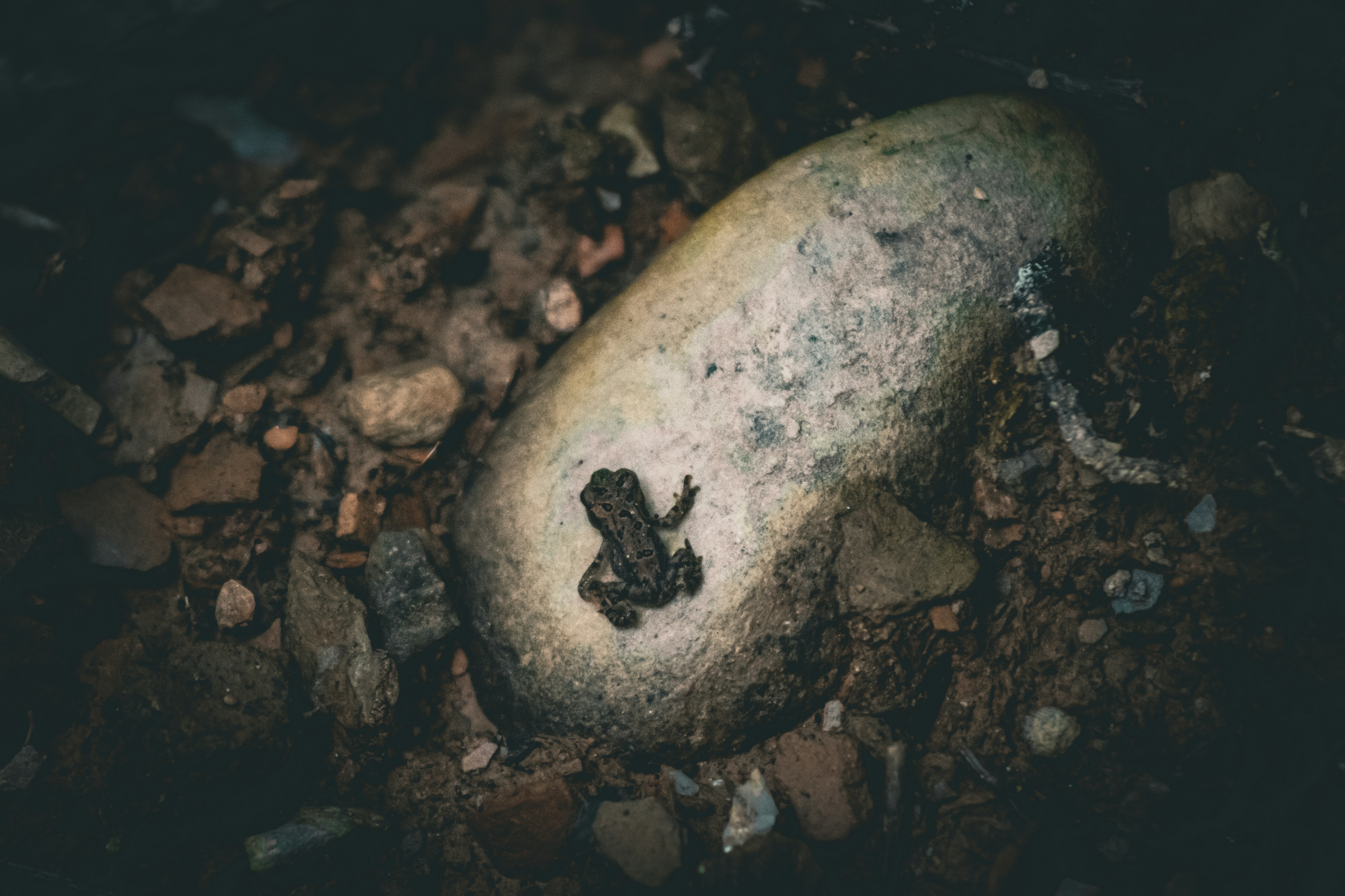 Brown Egg Frog