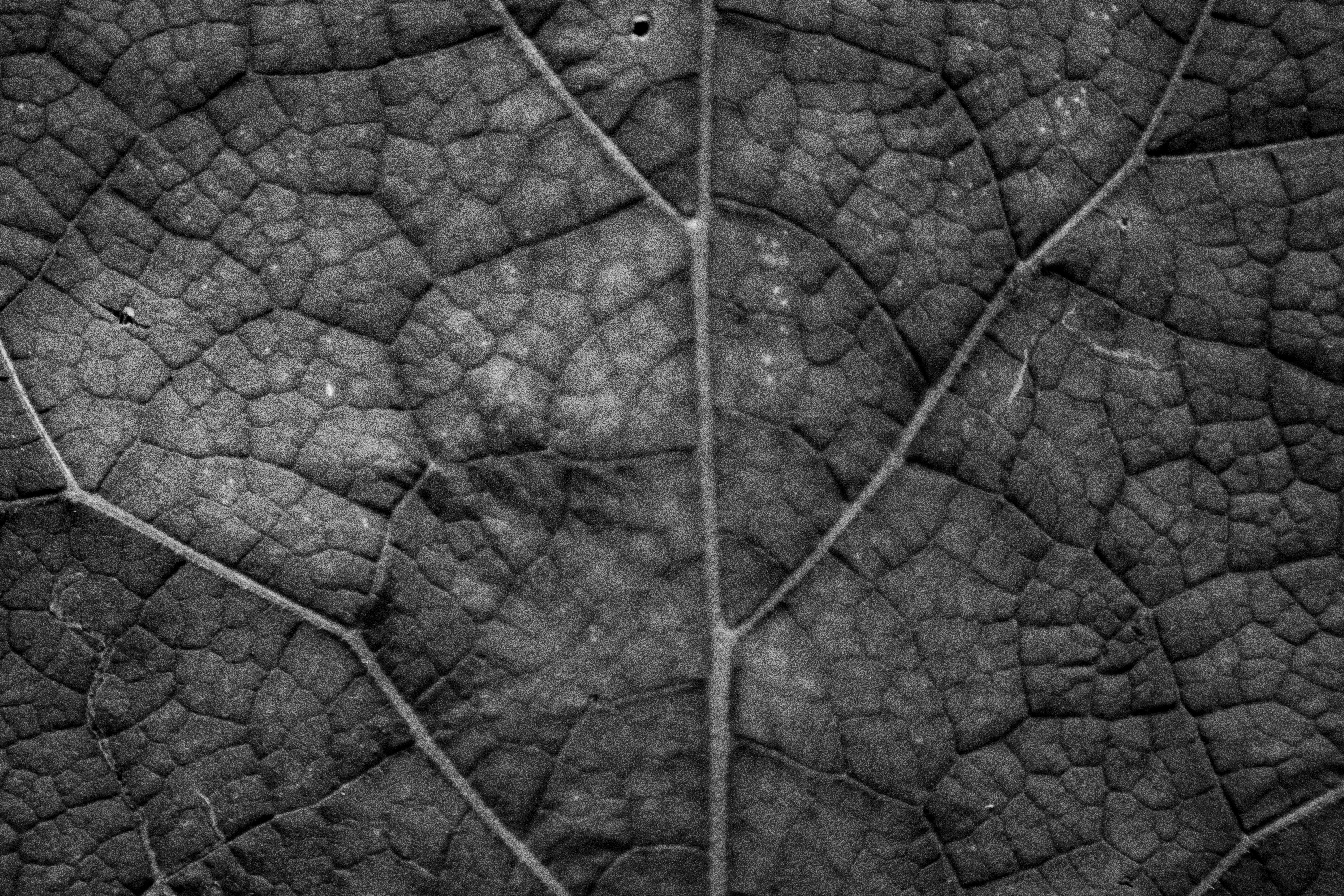 Photo by richiemortis