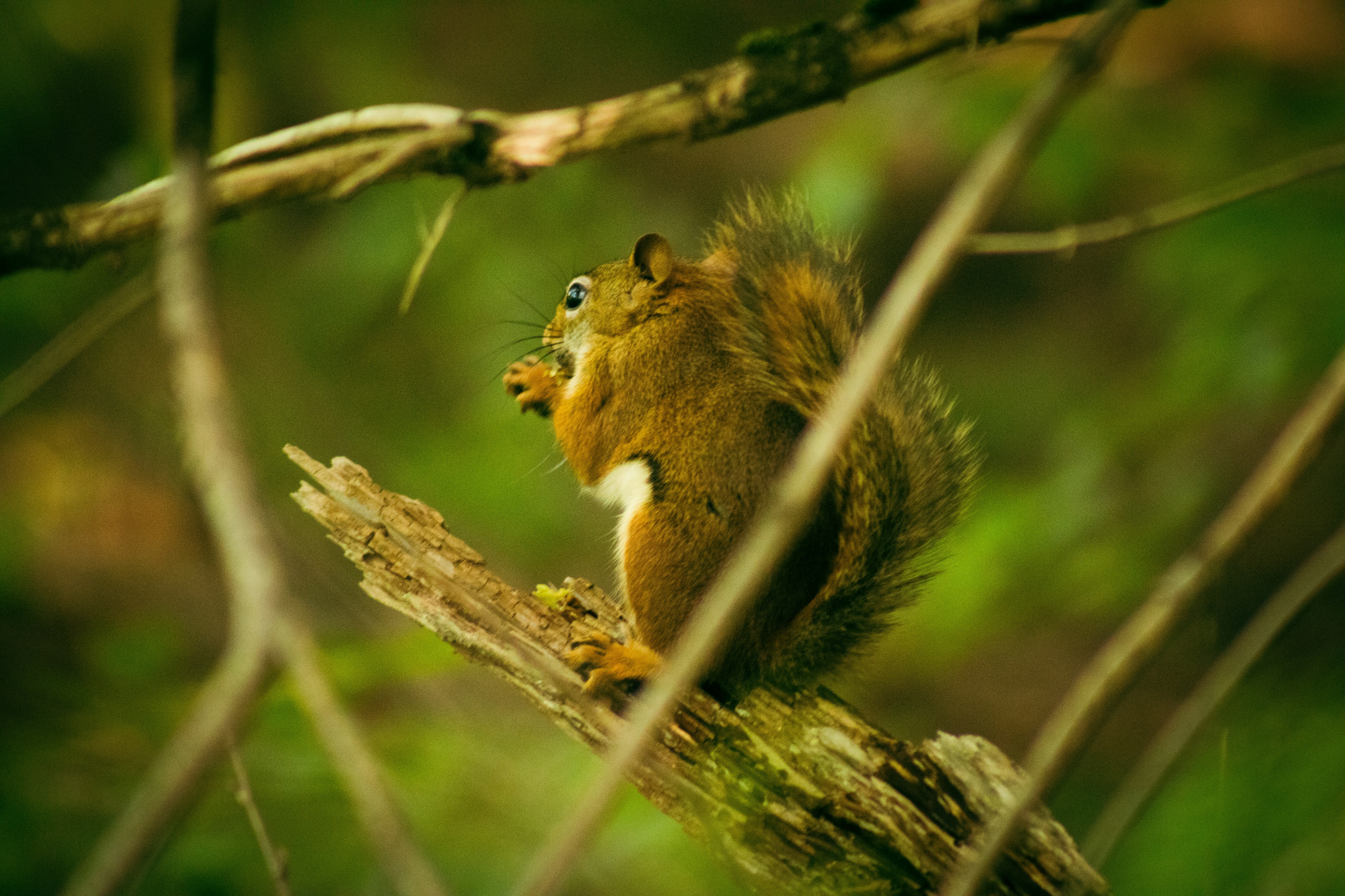 A squirrel is sitting on a tree branch