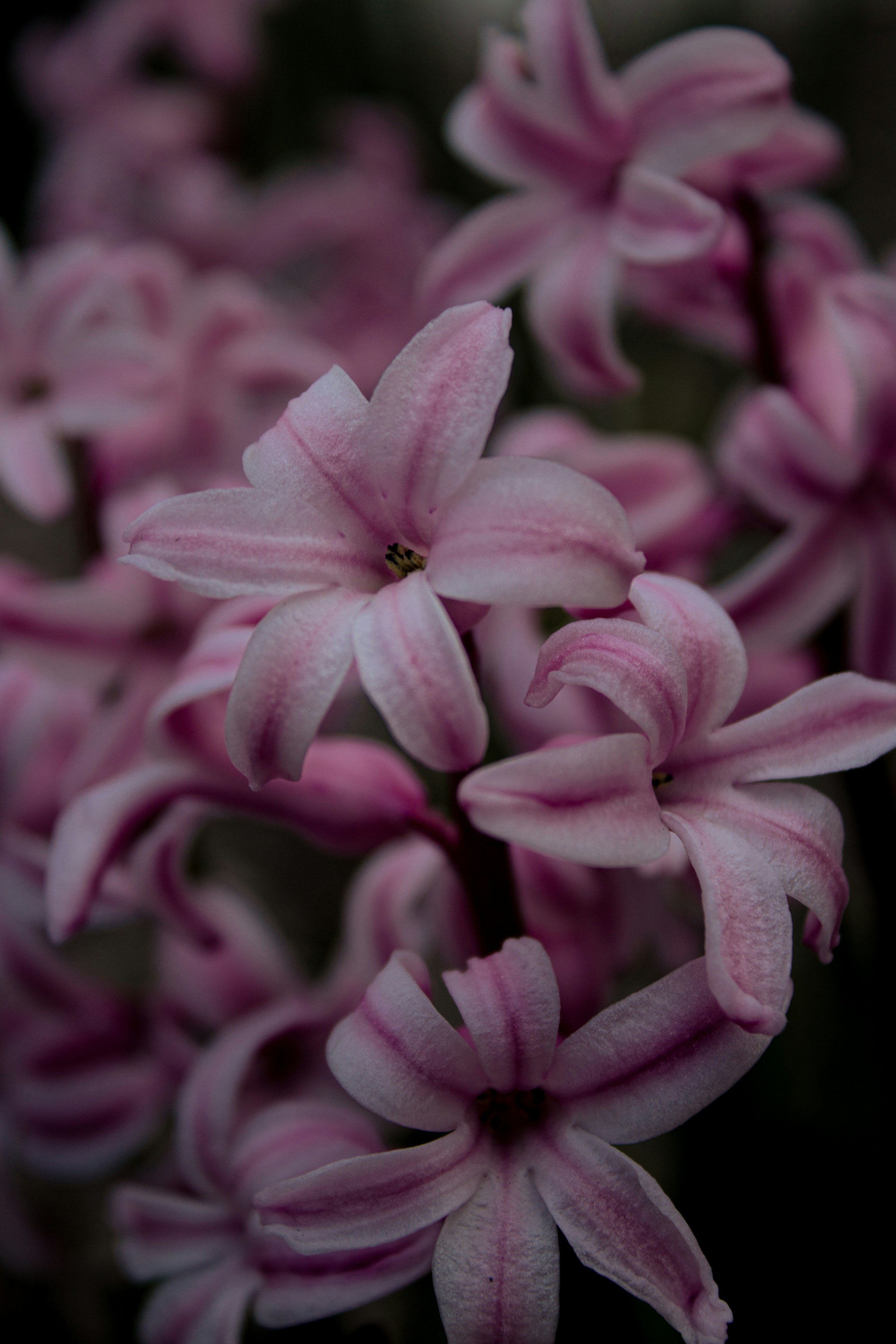 A bunch of pink flowers that are blooming