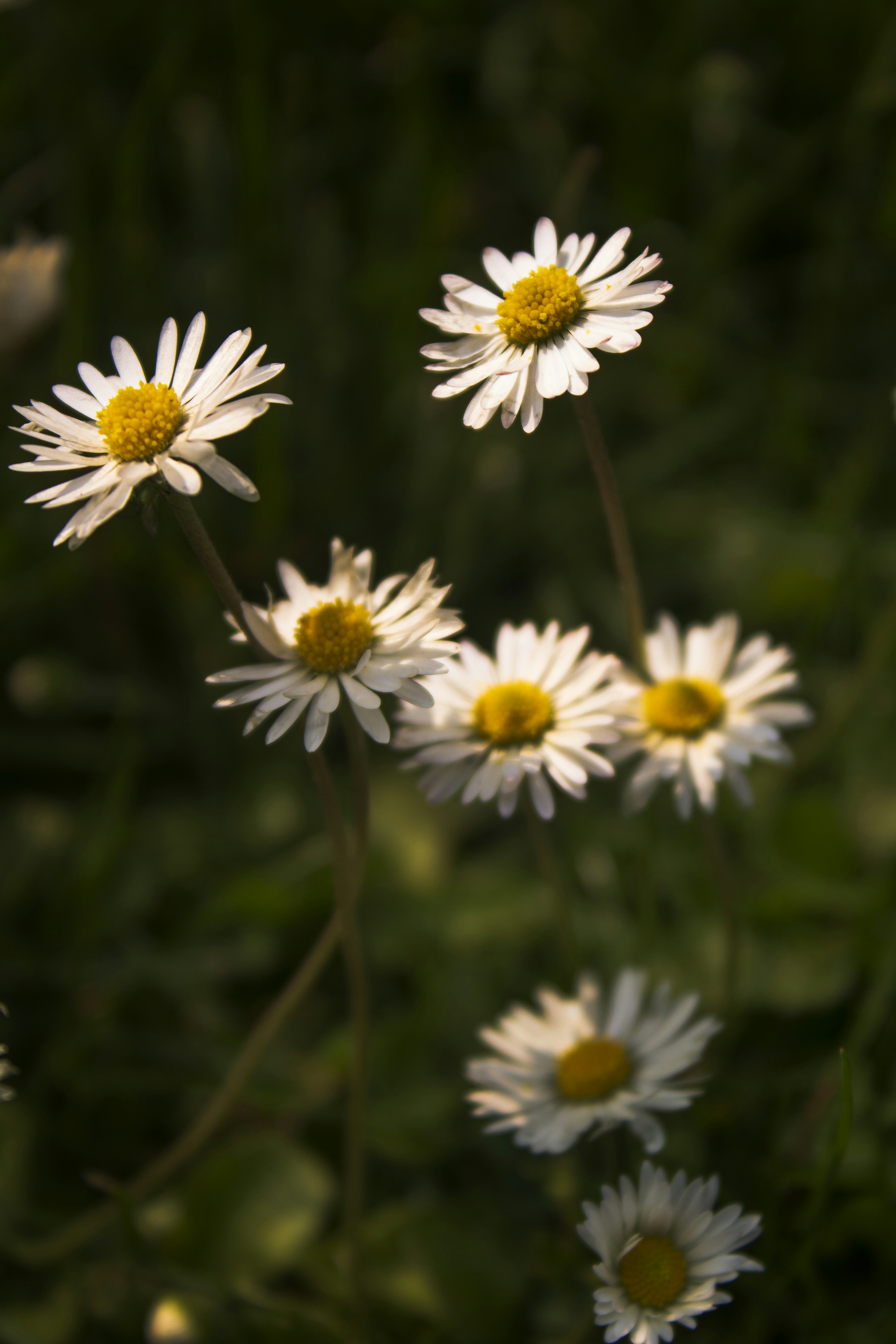 Photo by etherealpics