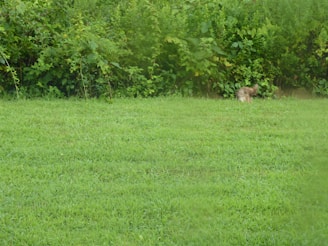 A dog running in a field with a frisbee