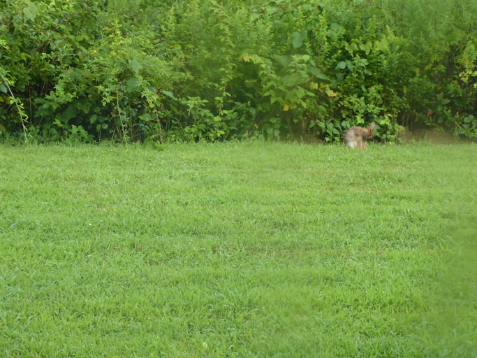 A dog running in a field with a frisbee