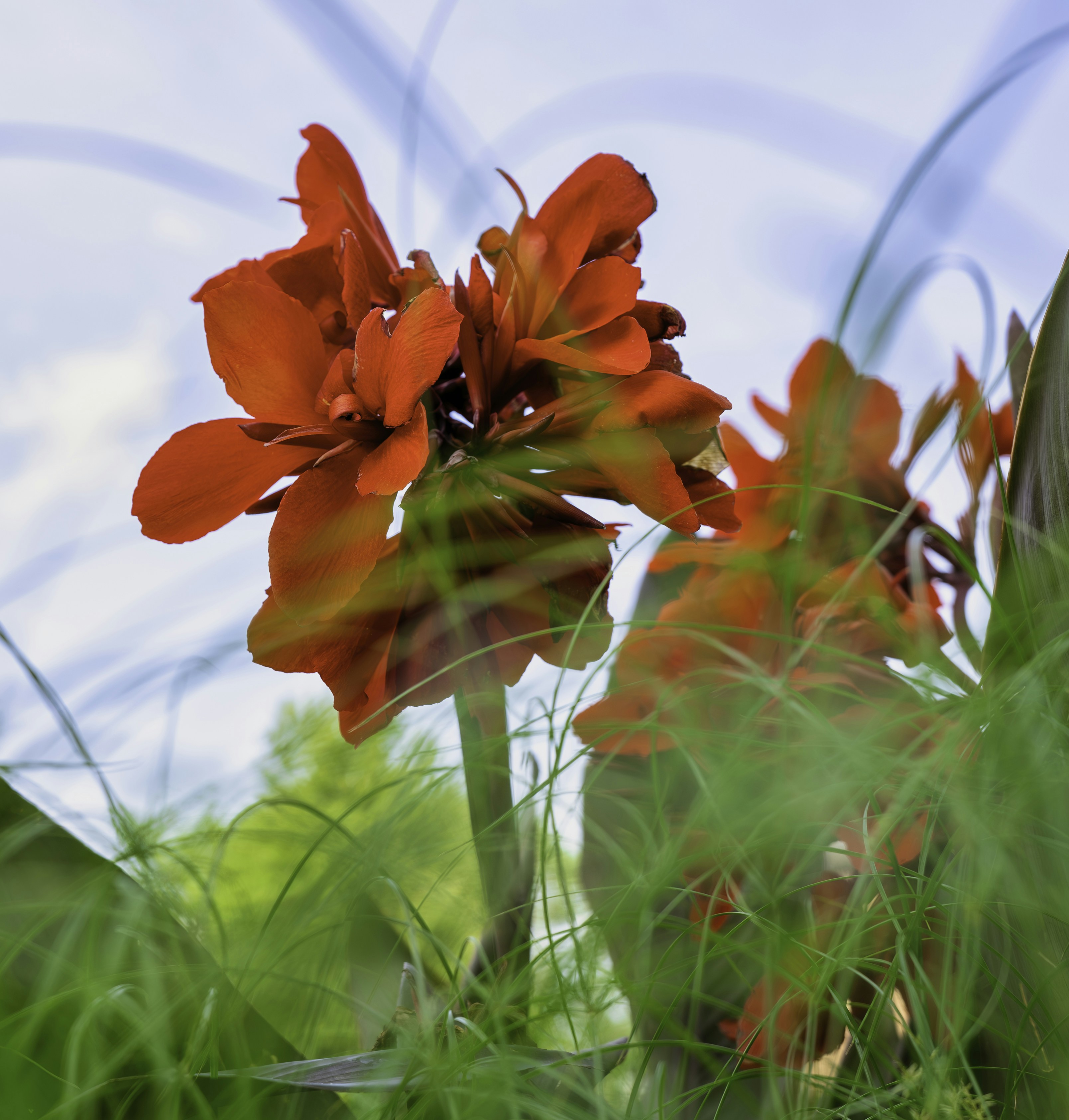 8 Best Red Plants to Add Color to Your Aquascaping Tank