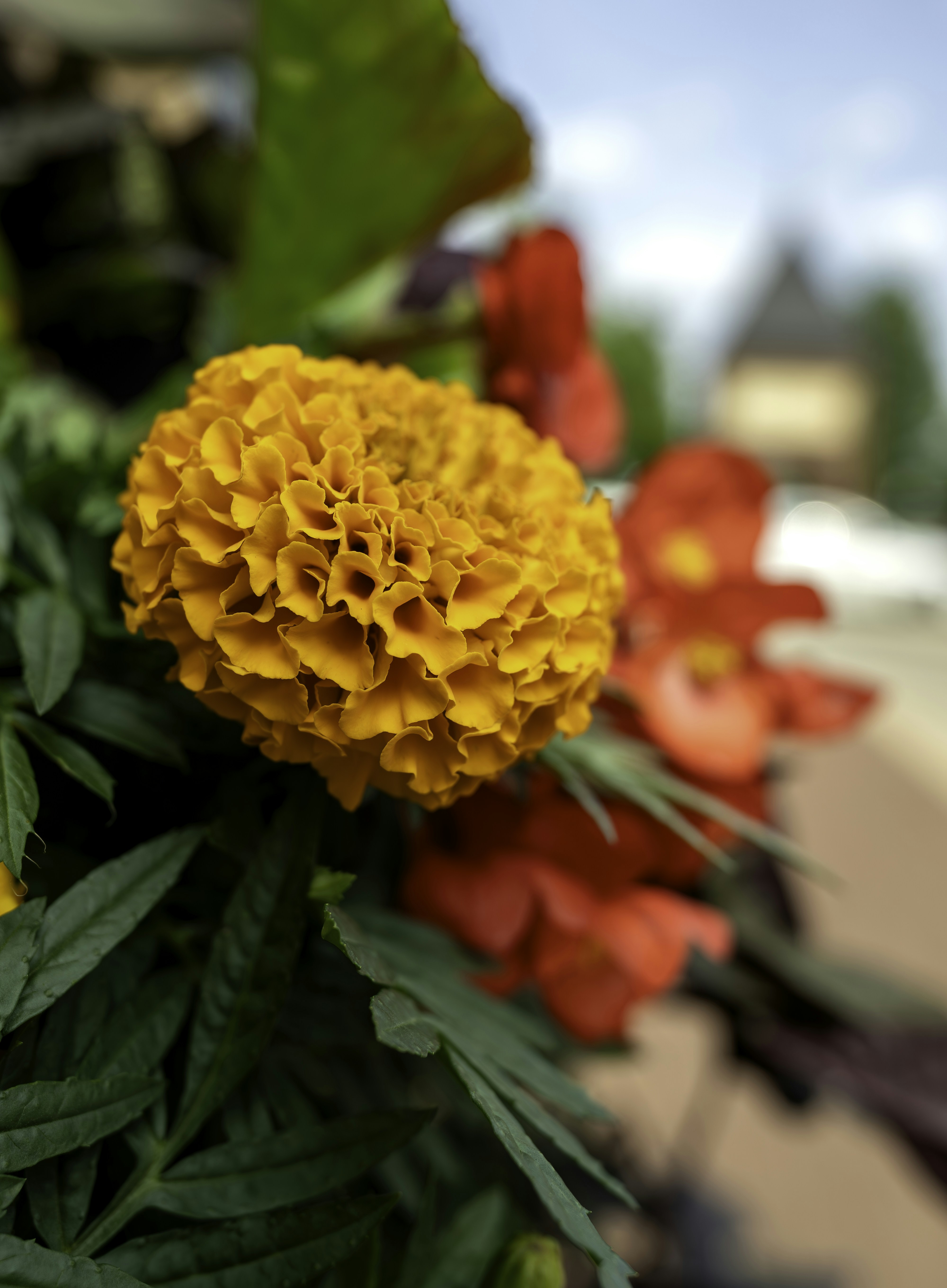 Photo by arcanephoto