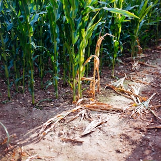 A field of corn is shown in the middle of the day