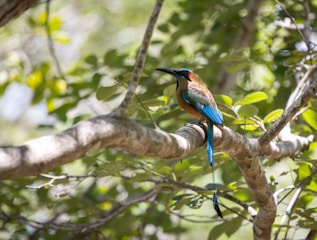 A colorful bird perched on a tree branch