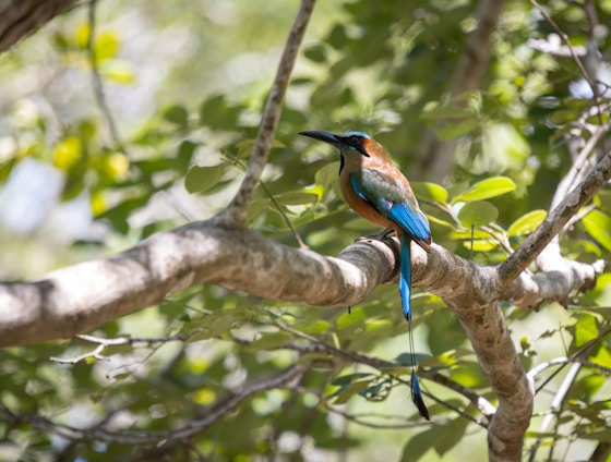 A colorful bird perched on a tree branch