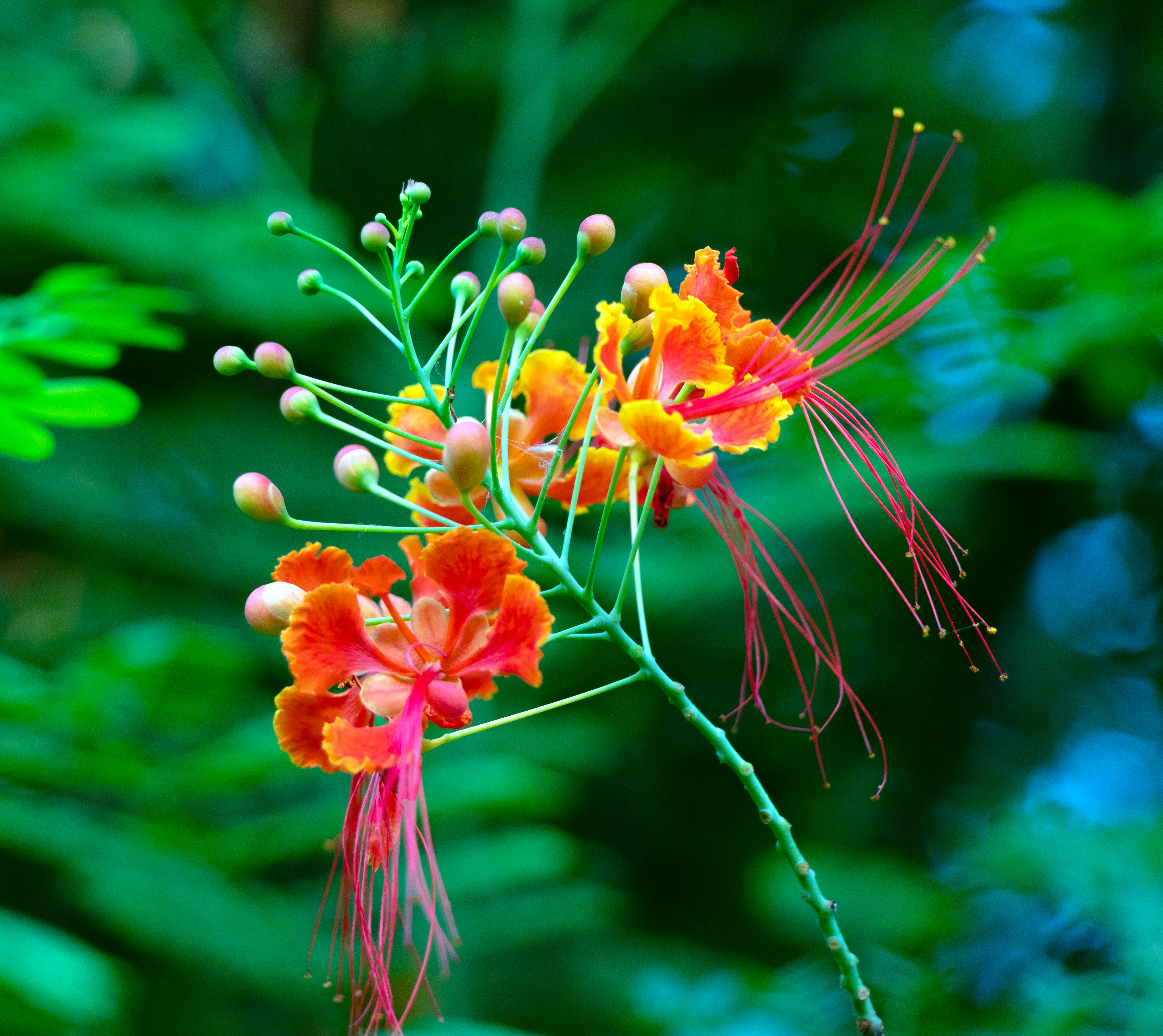 Nahaufnahme einer Blume auf einer Pflanze
