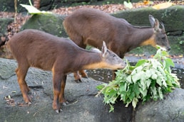Two deer standing next to each other on a rock