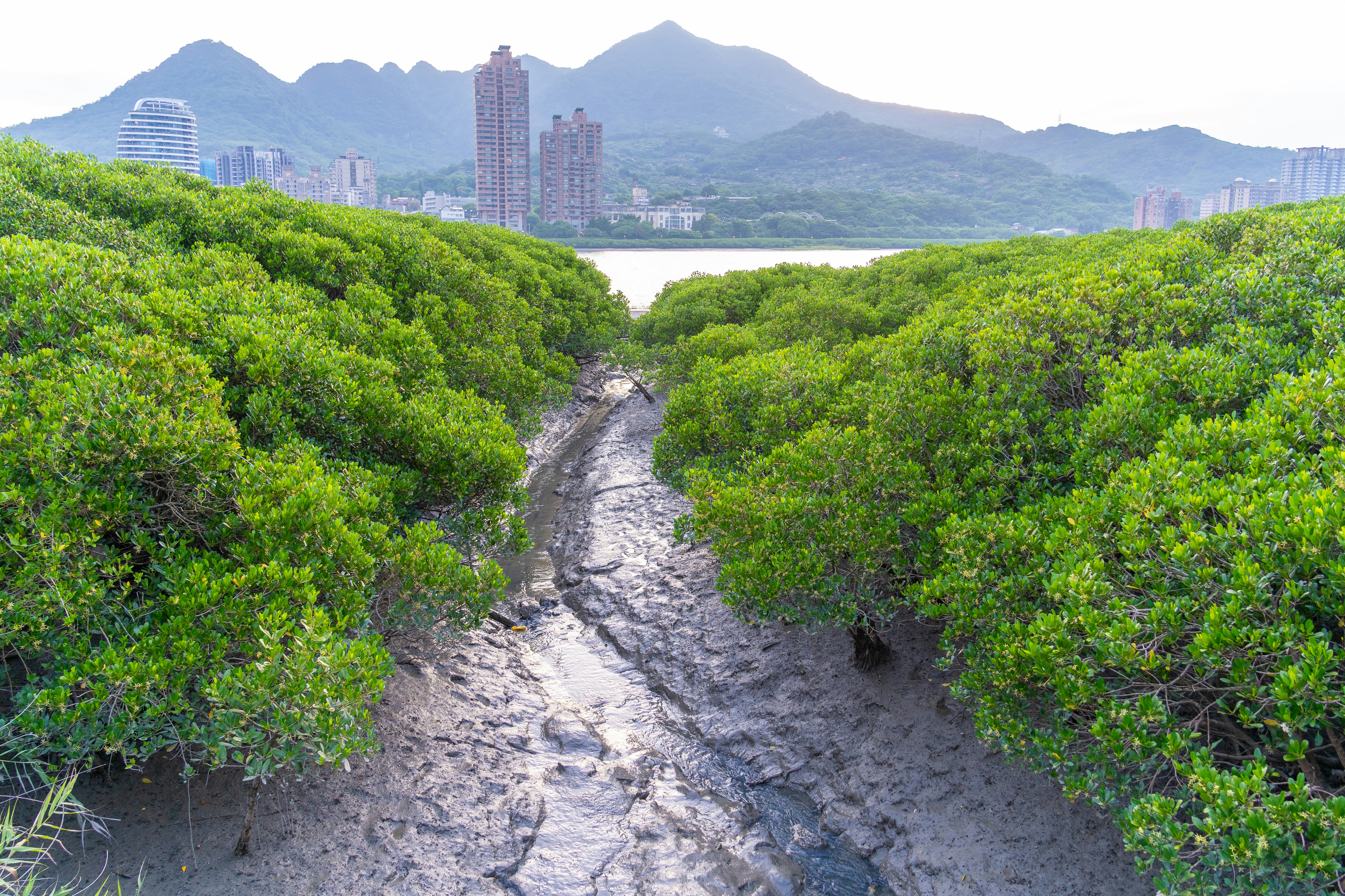 Sicao Mangrove Green Tunnel photo 3