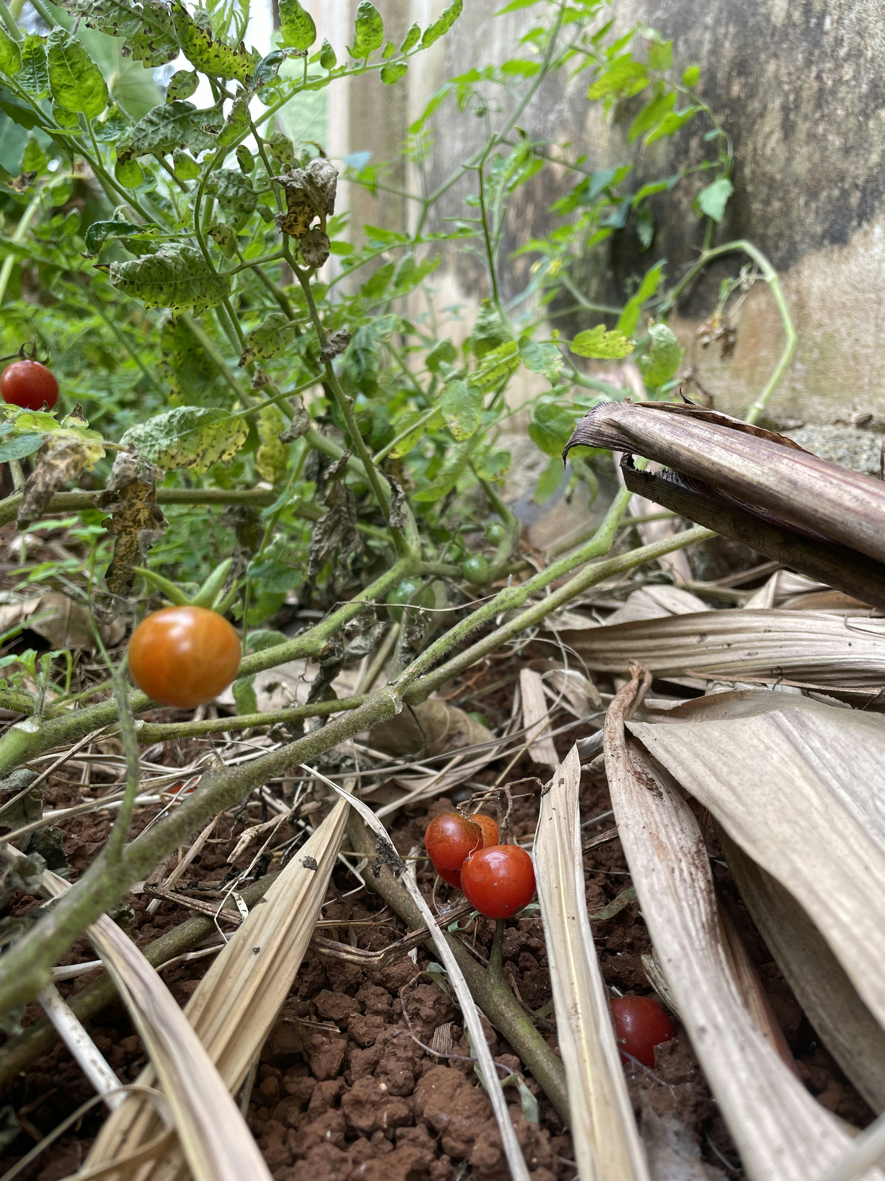 A bunch of tomatoes that are on the ground