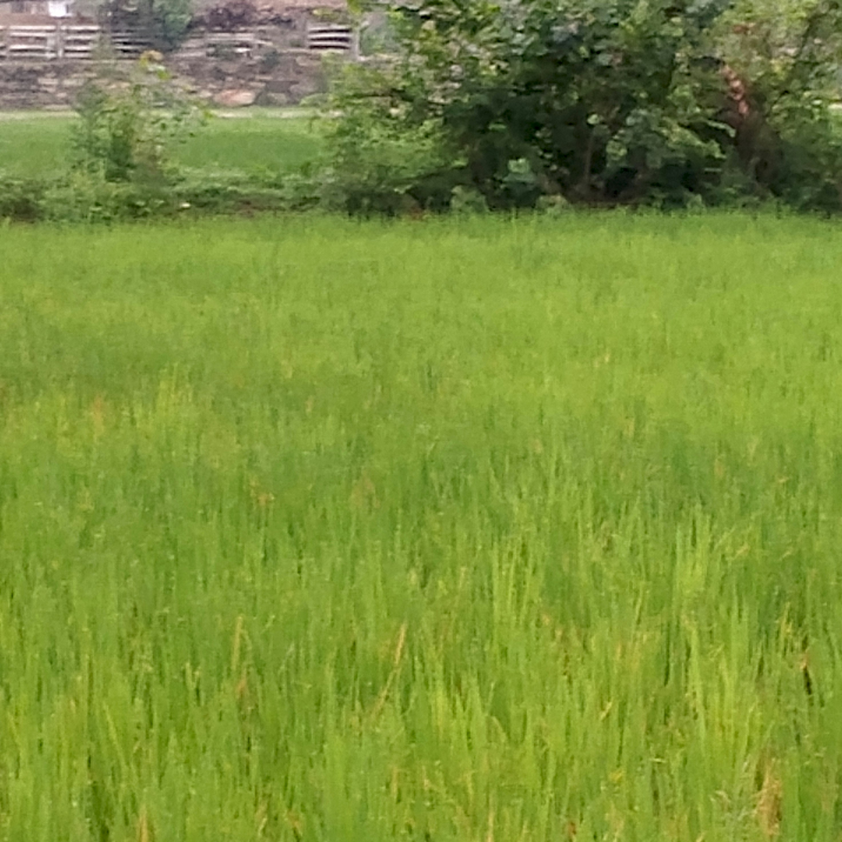 A cow standing in the middle of a lush green field