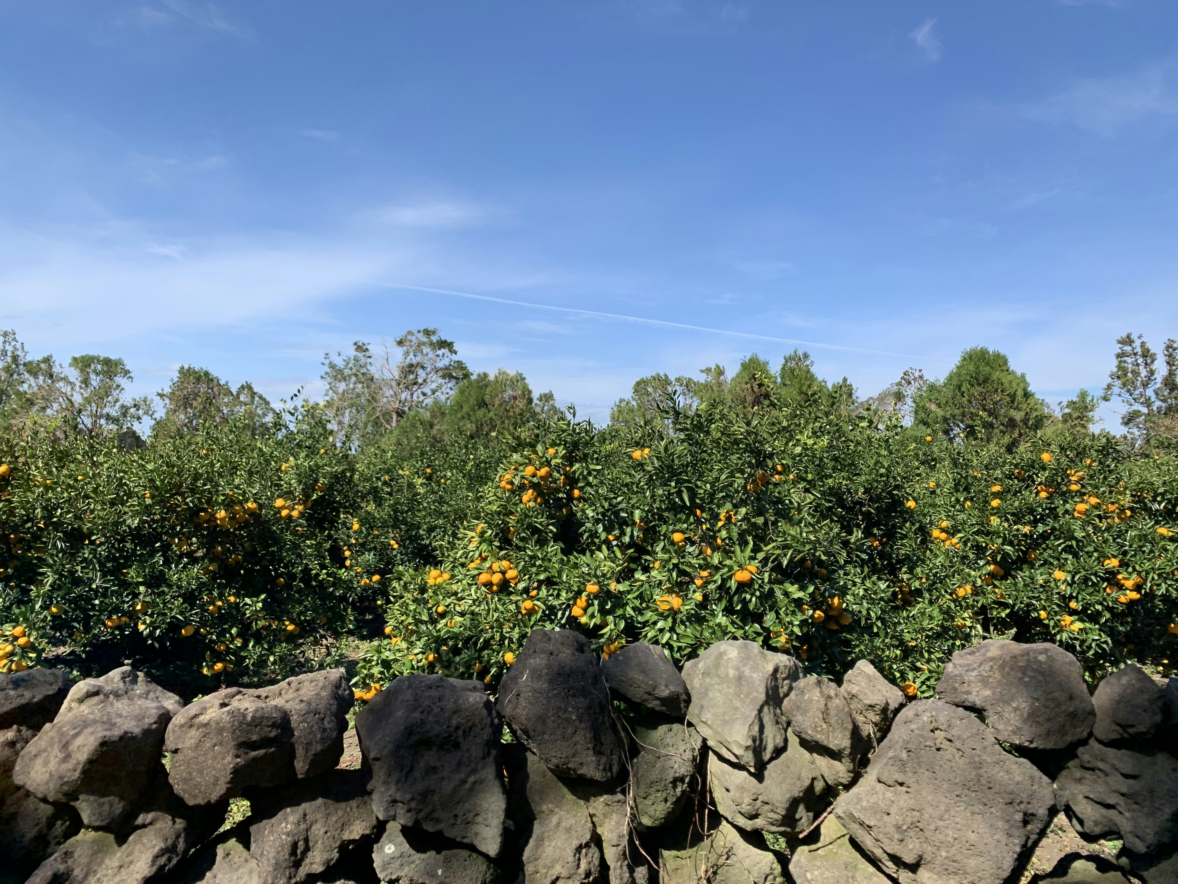 Una parete rocciosa su cui cresce un mazzo di fiori
