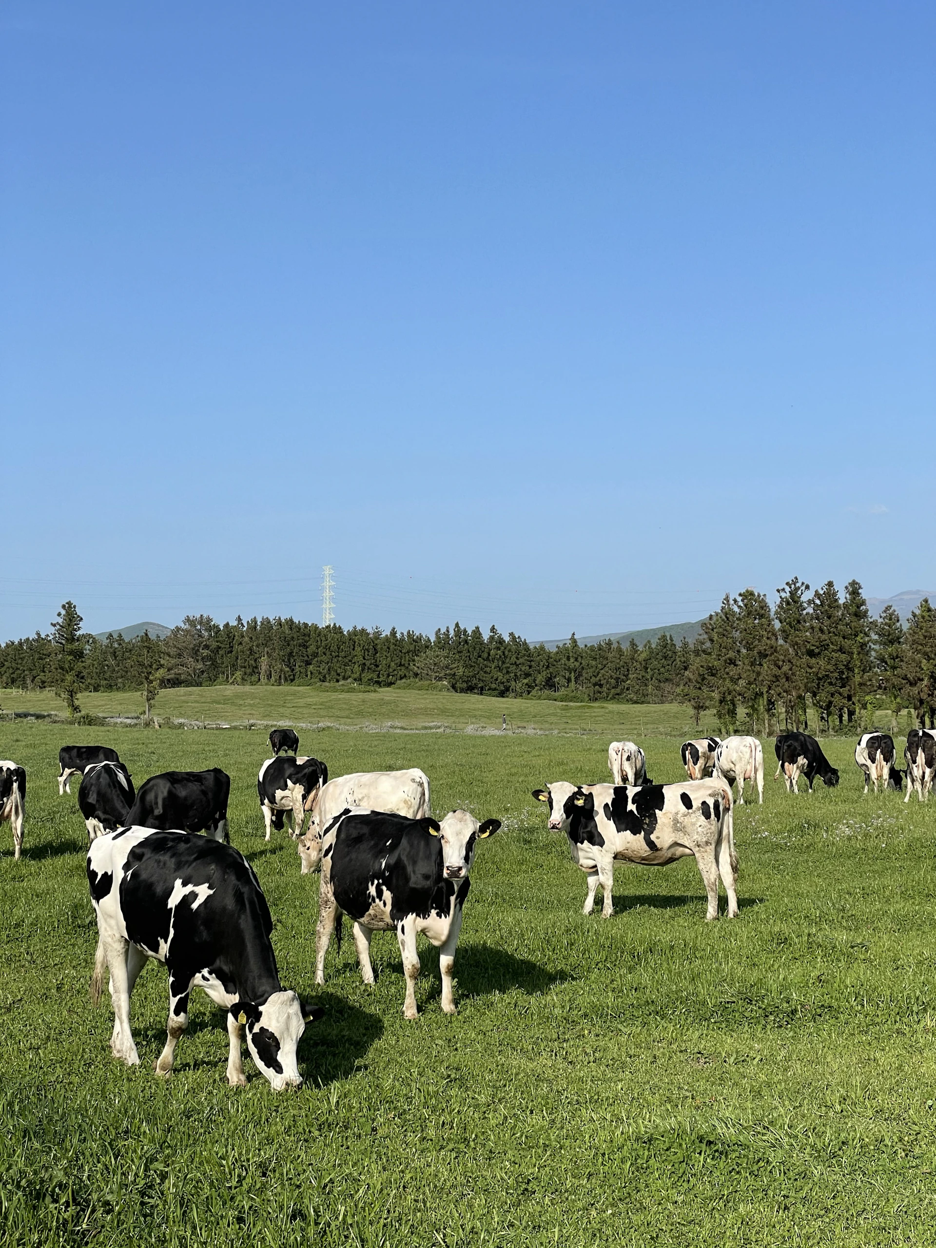 A herd of cows grazing on a lush green field