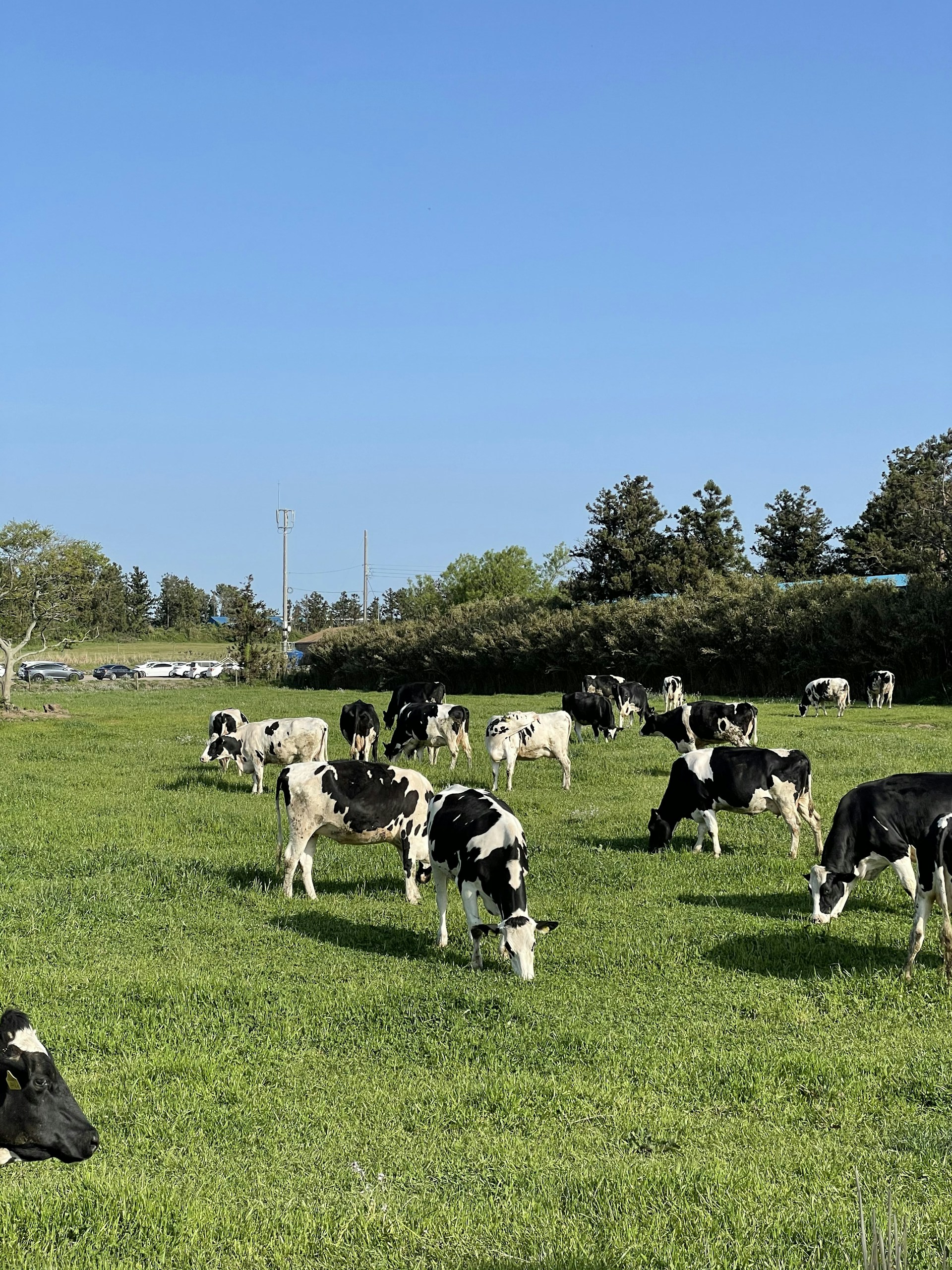 A herd of cows grazing on a lush green field