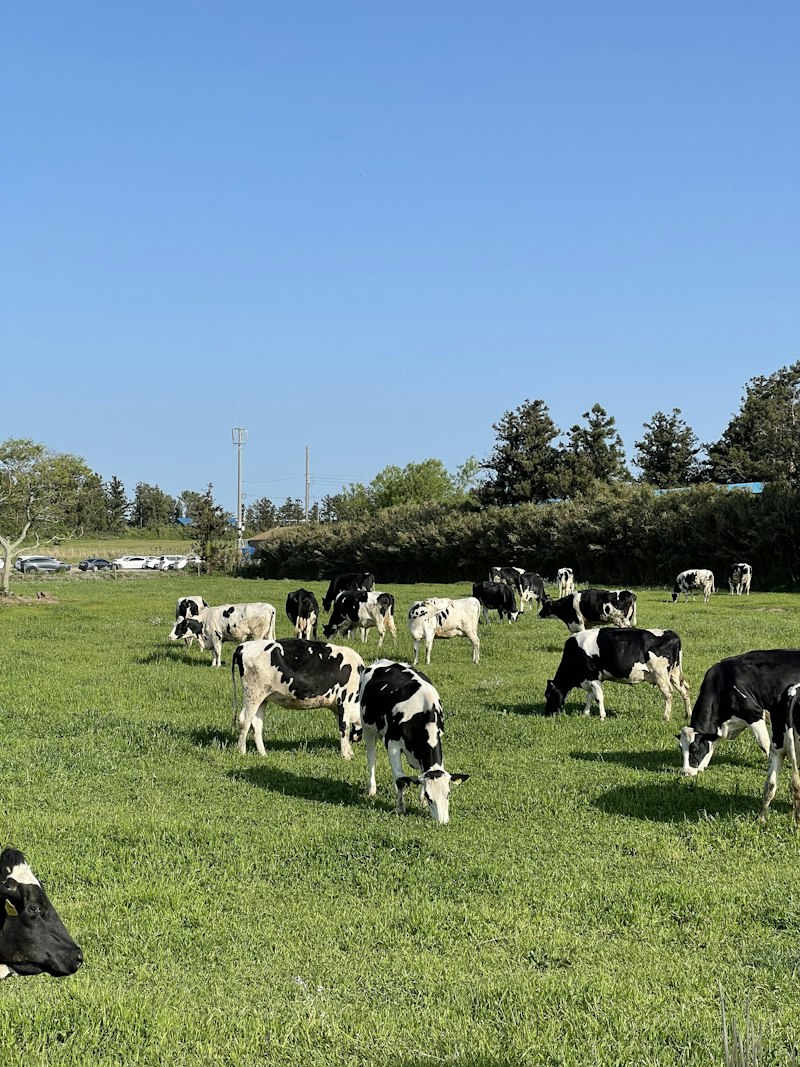Vacas em área de pastagem; fotografia ilustrativa da pecuária.