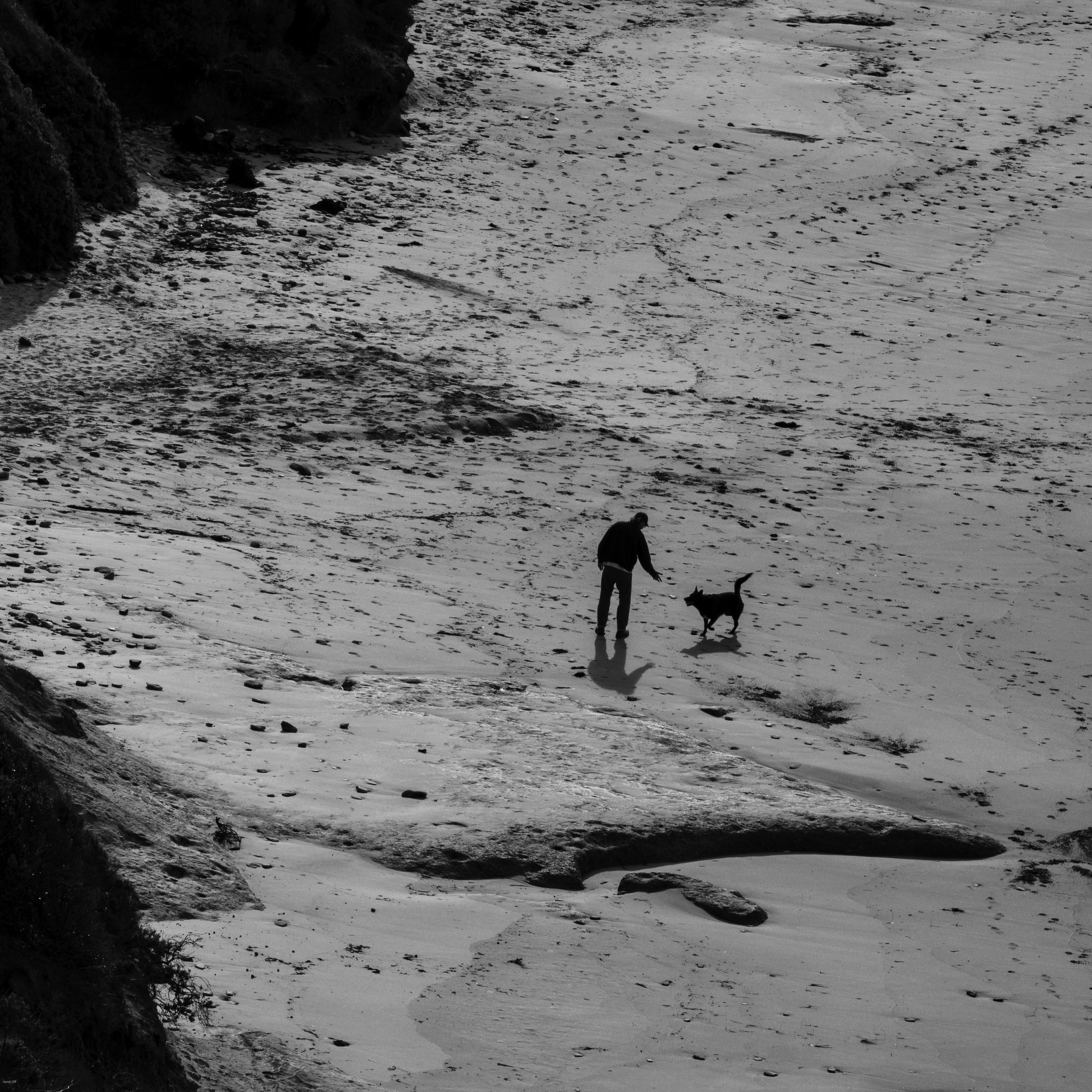 Eine Person und ein Hund, die an einem Strand spazieren gehen