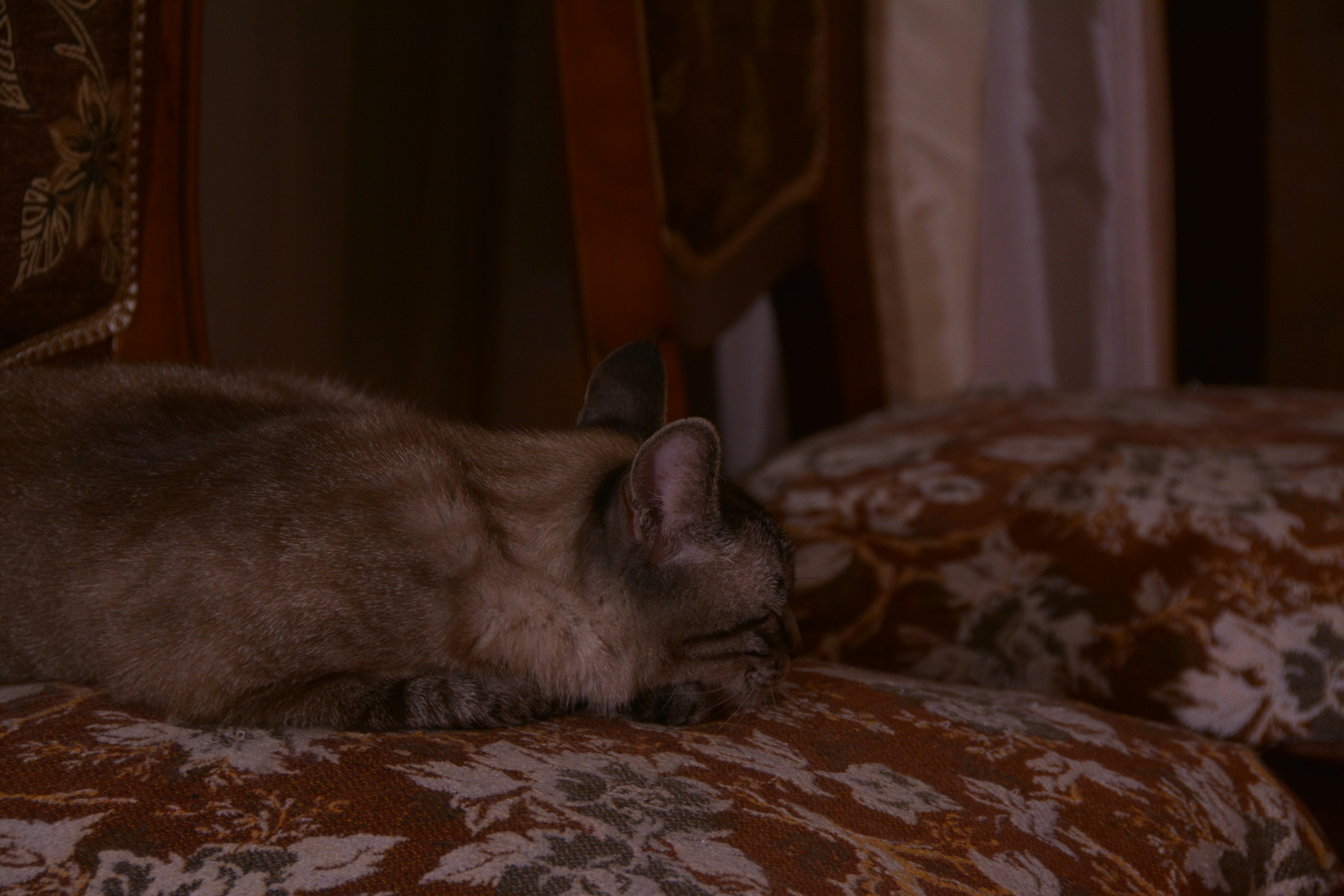Once Upon a Cat