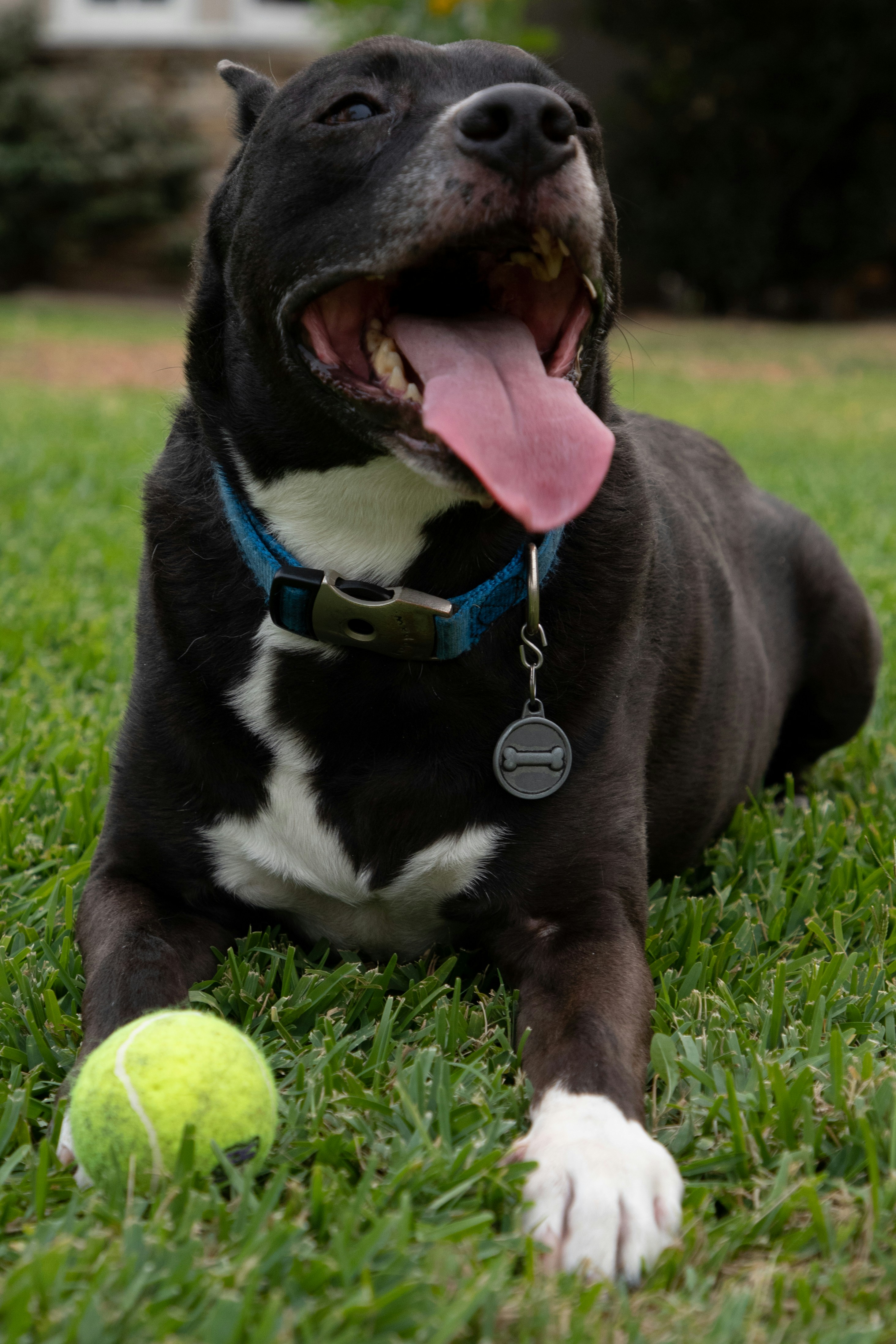 A black and white dog laying in the grass with a tennis ball