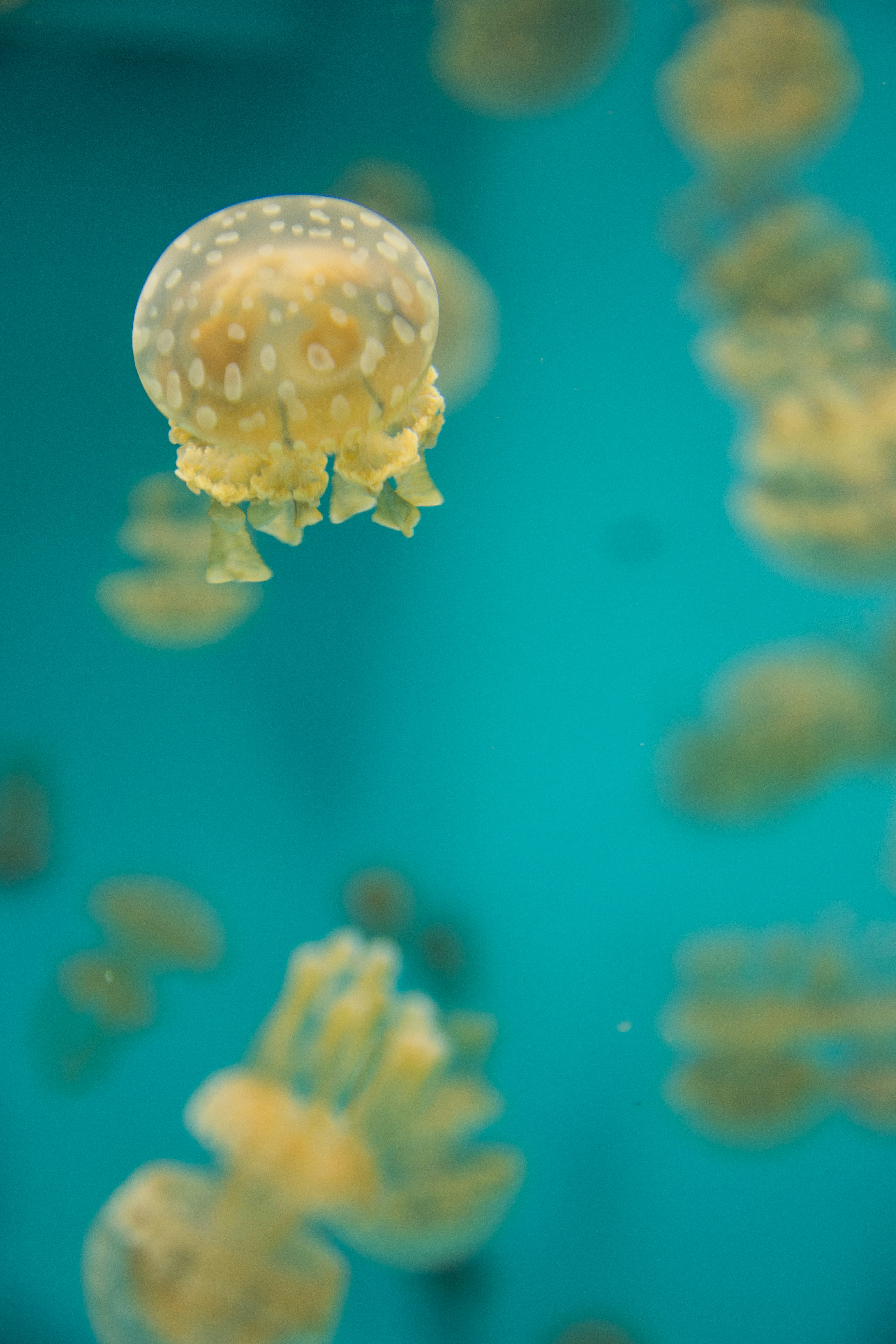 A group of jellyfish swimming in a blue water