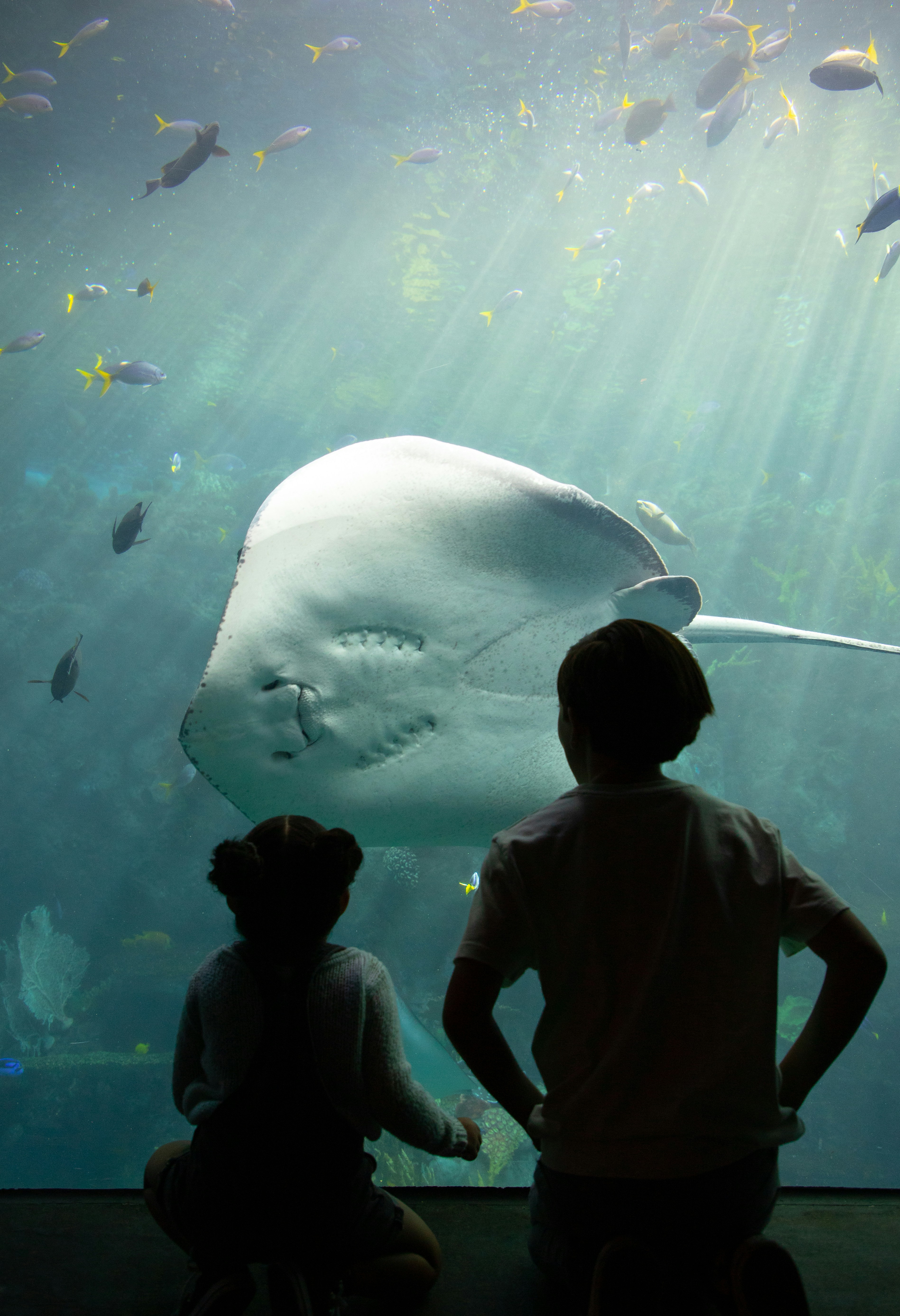 Two children looking at a large fish in an aquarium