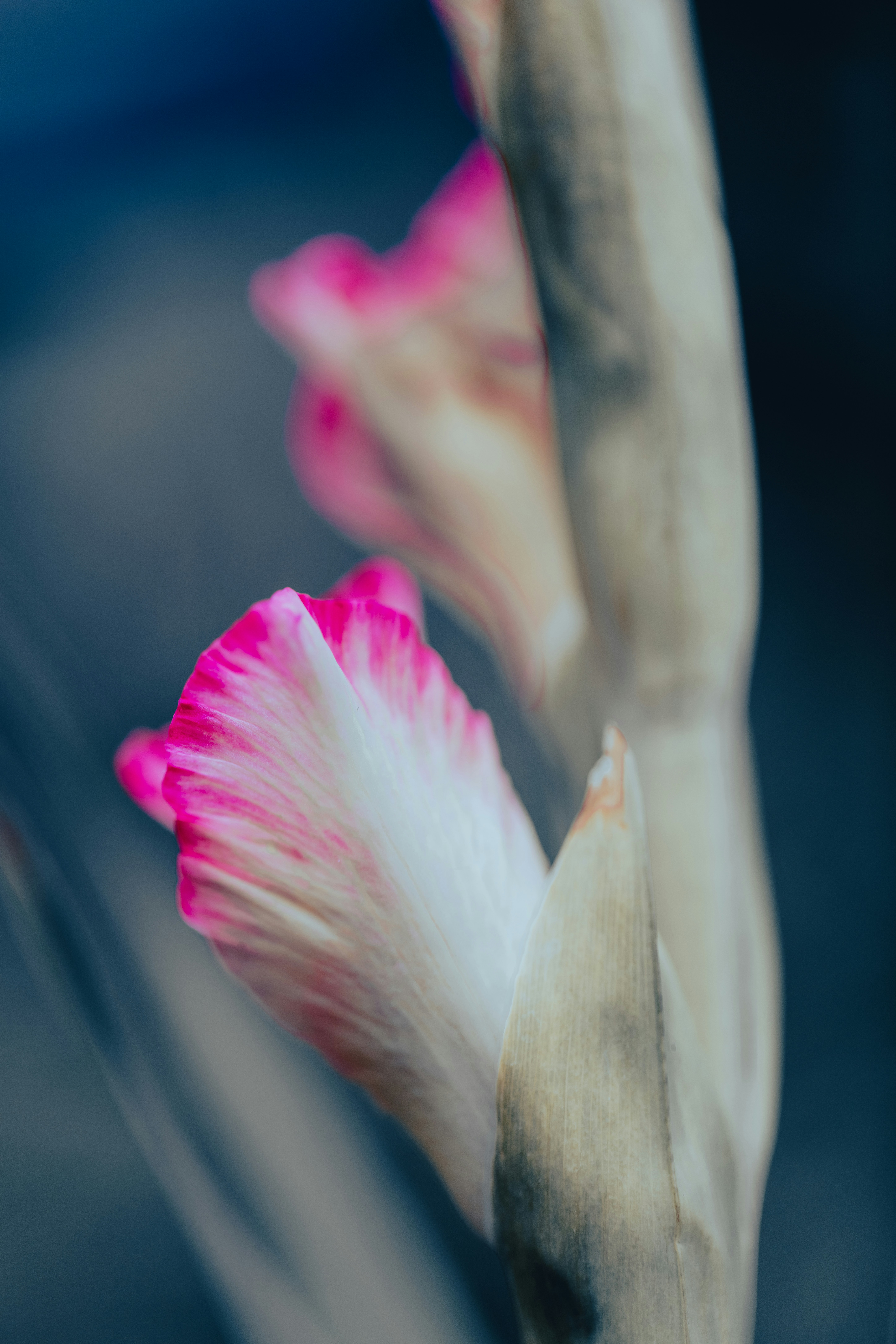 Nahaufnahme einer Blume mit verschwommenem Hintergrund