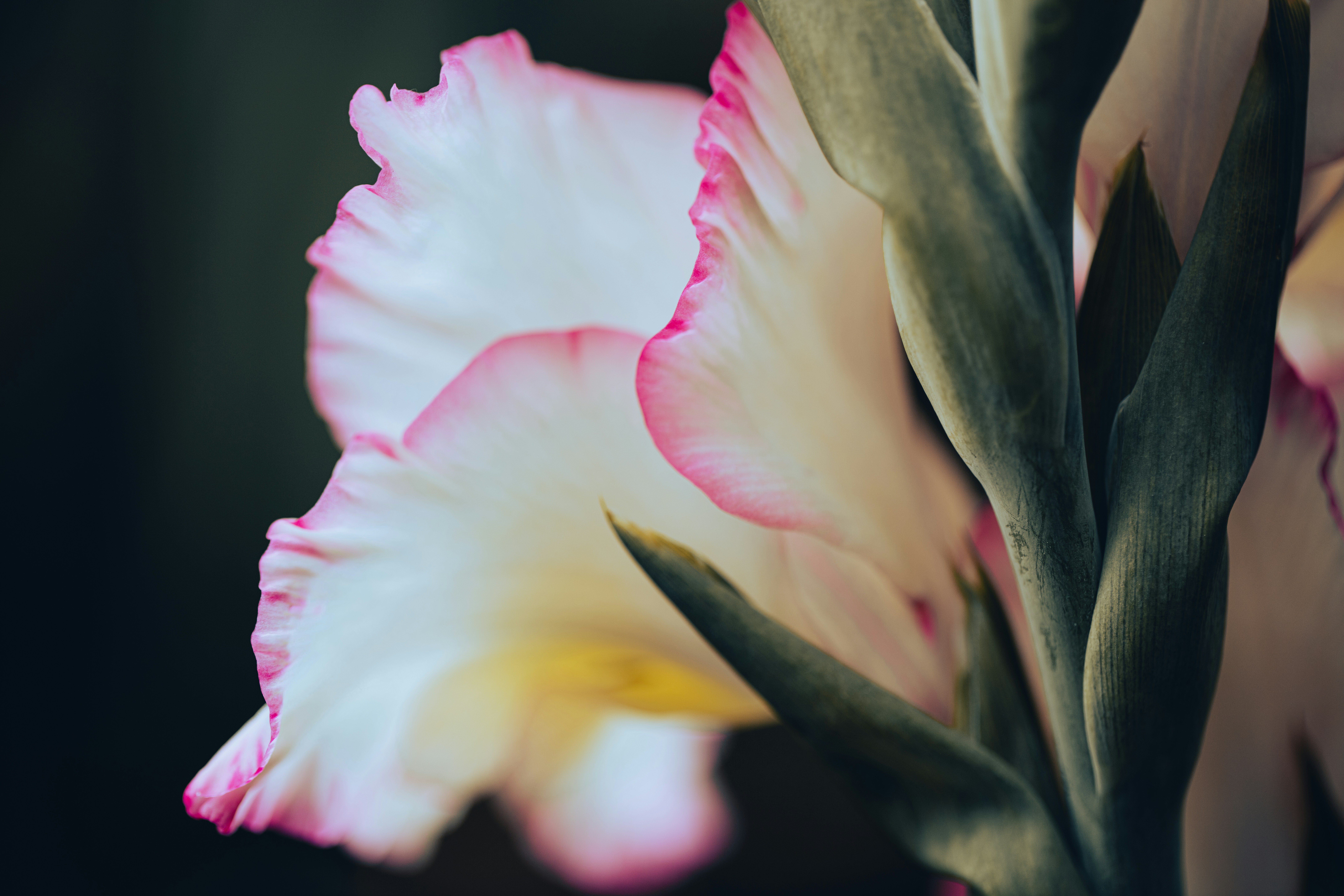 Eine Nahaufnahme einer rosa-weißen Blume