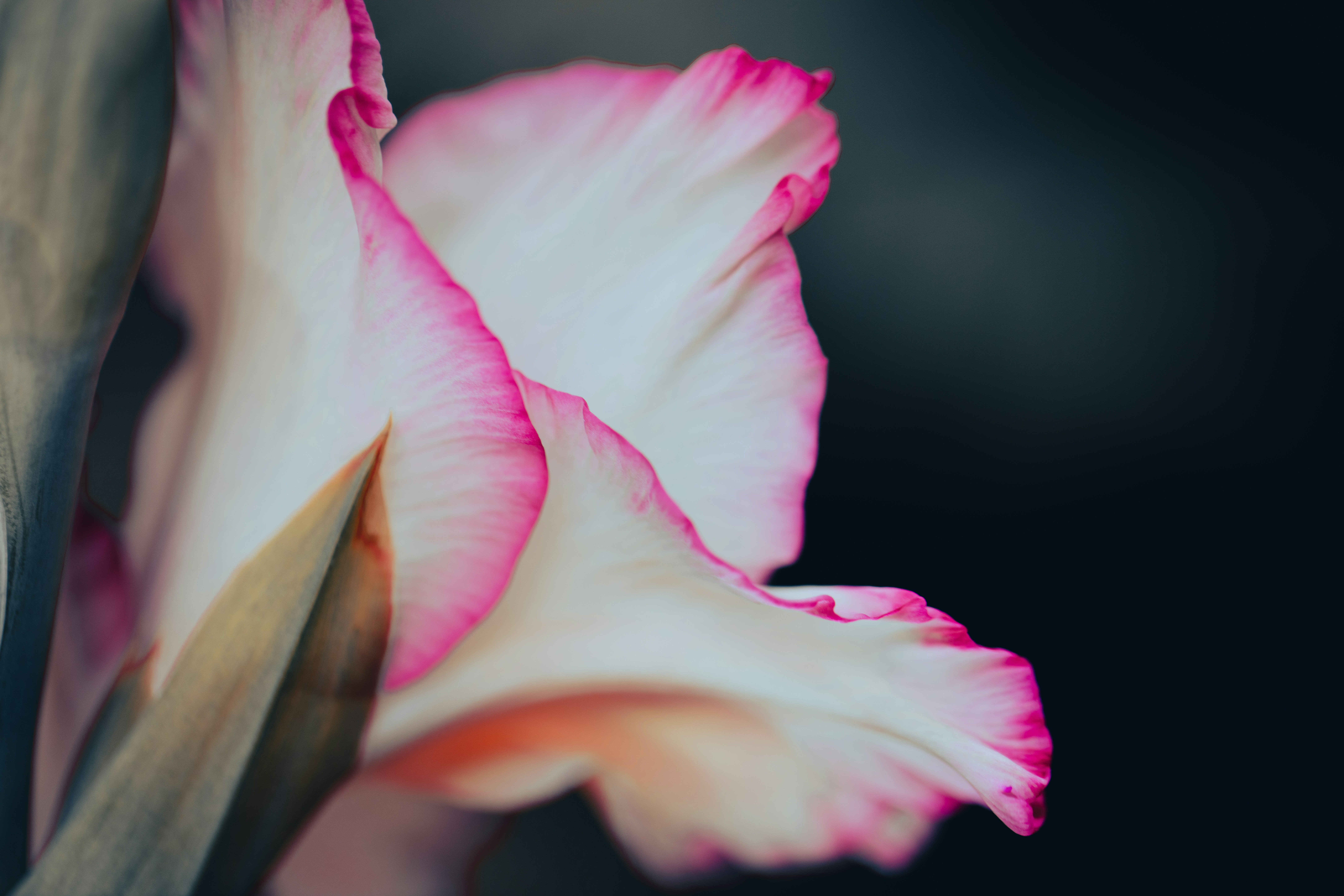 Eine Nahaufnahme einer rosa Blume mit schwarzem Hintergrund