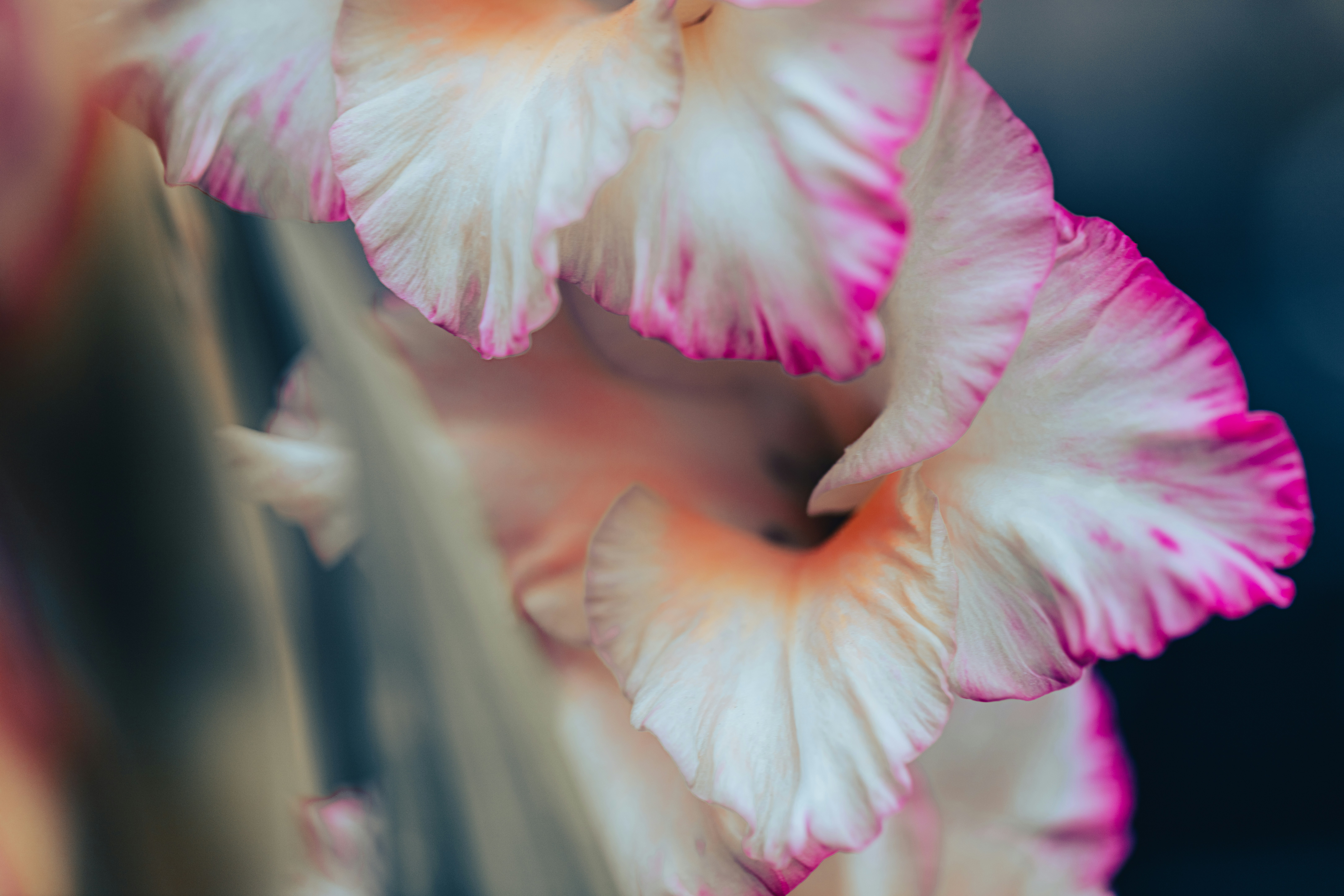 Eine Nahaufnahme einer rosa-weißen Blume