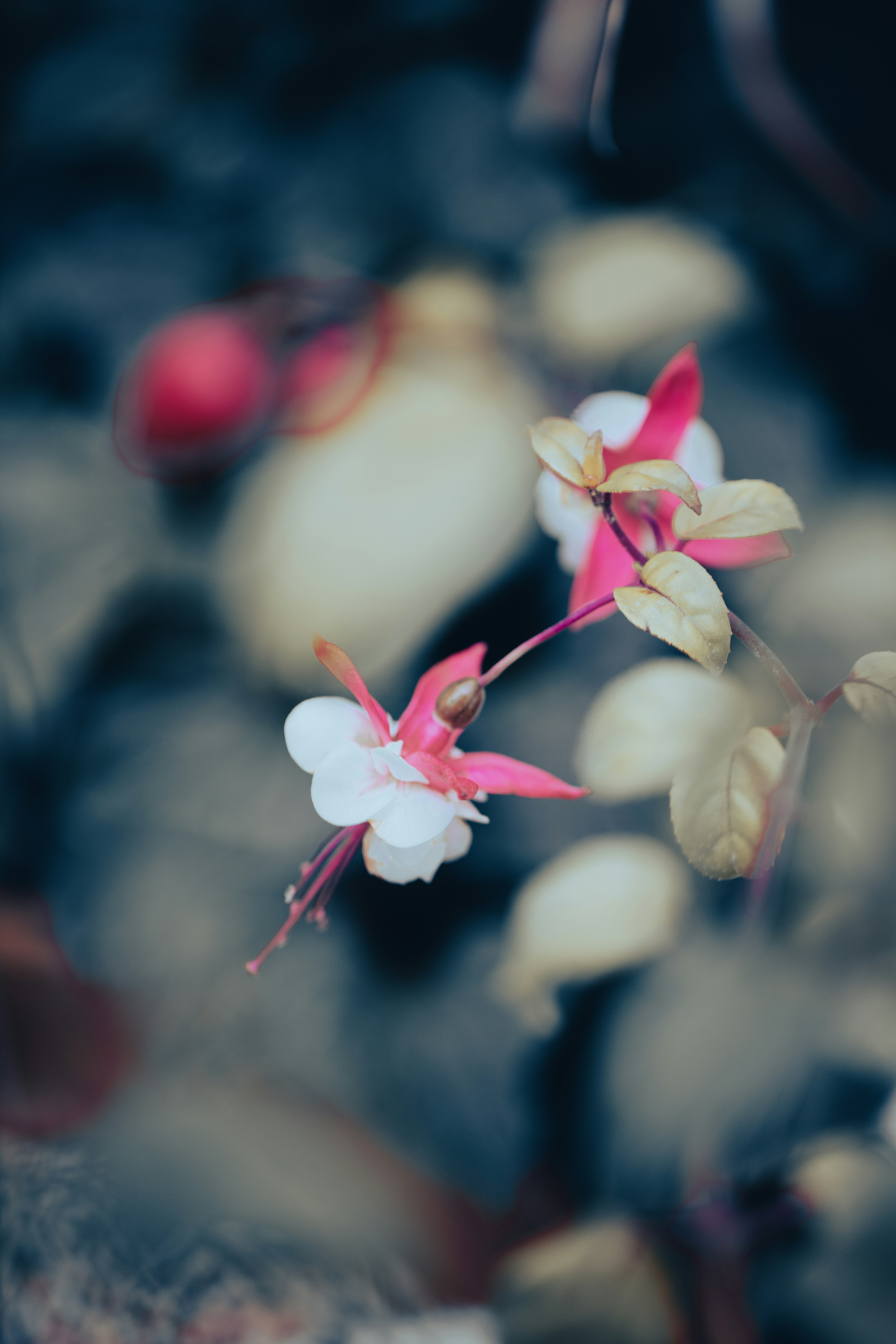 Nahaufnahme einer Blume mit verschwommenem Hintergrund