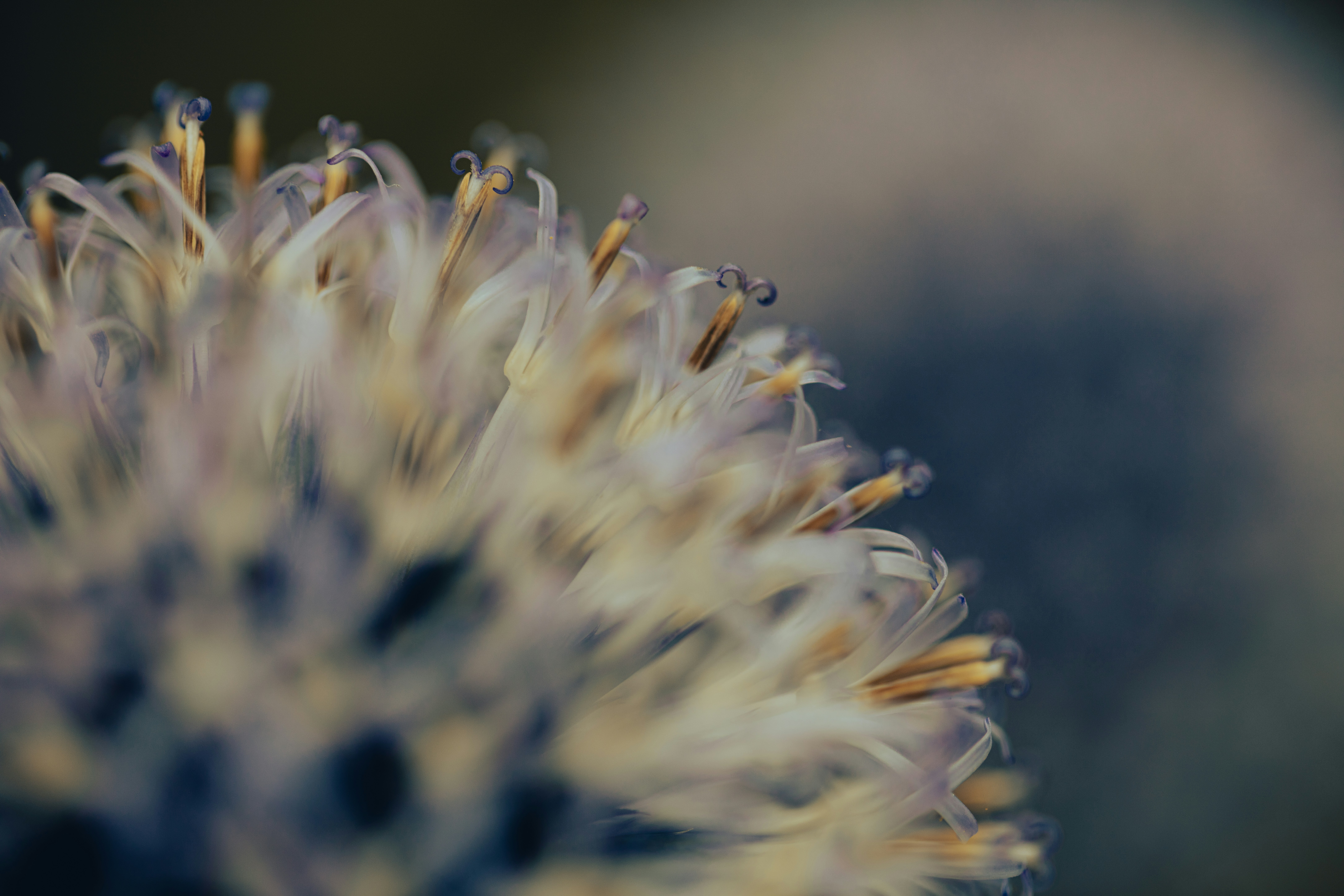 Nahaufnahme einer Blume mit verschwommenem Hintergrund