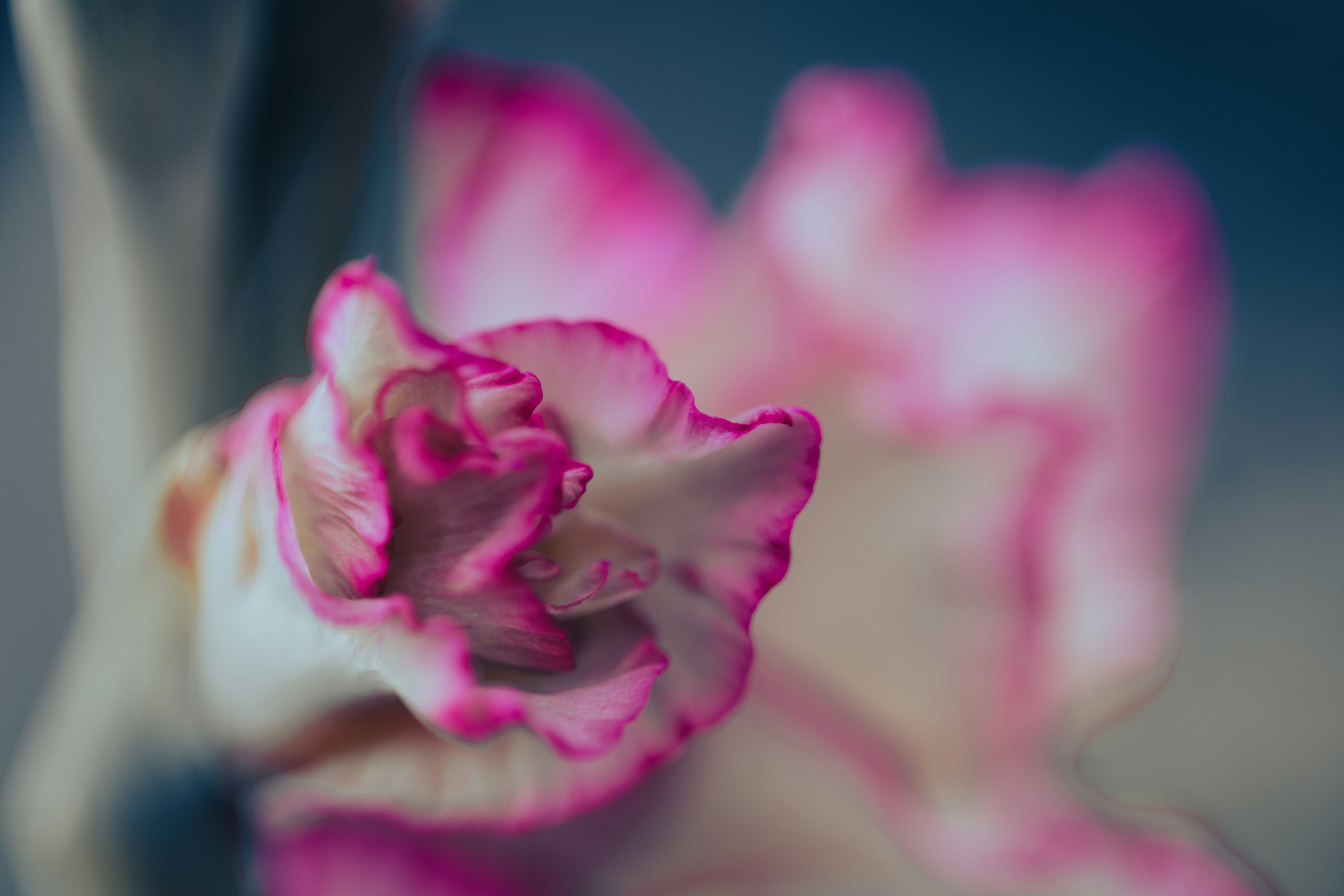 Nahaufnahme einer rosa Blume mit verschwommenem Hintergrund