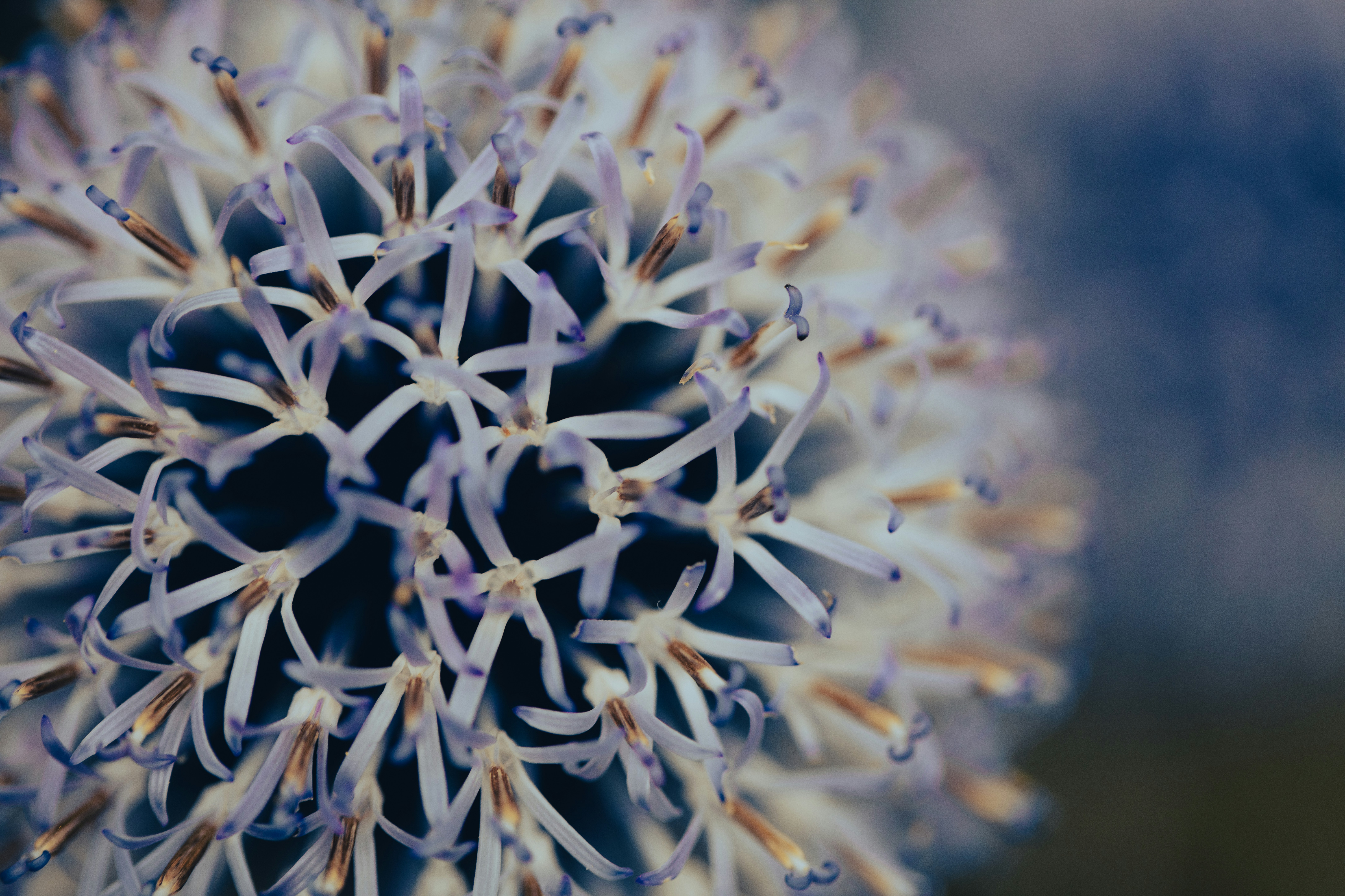 Nahaufnahme einer Blume auf verschwommenem Hintergrund