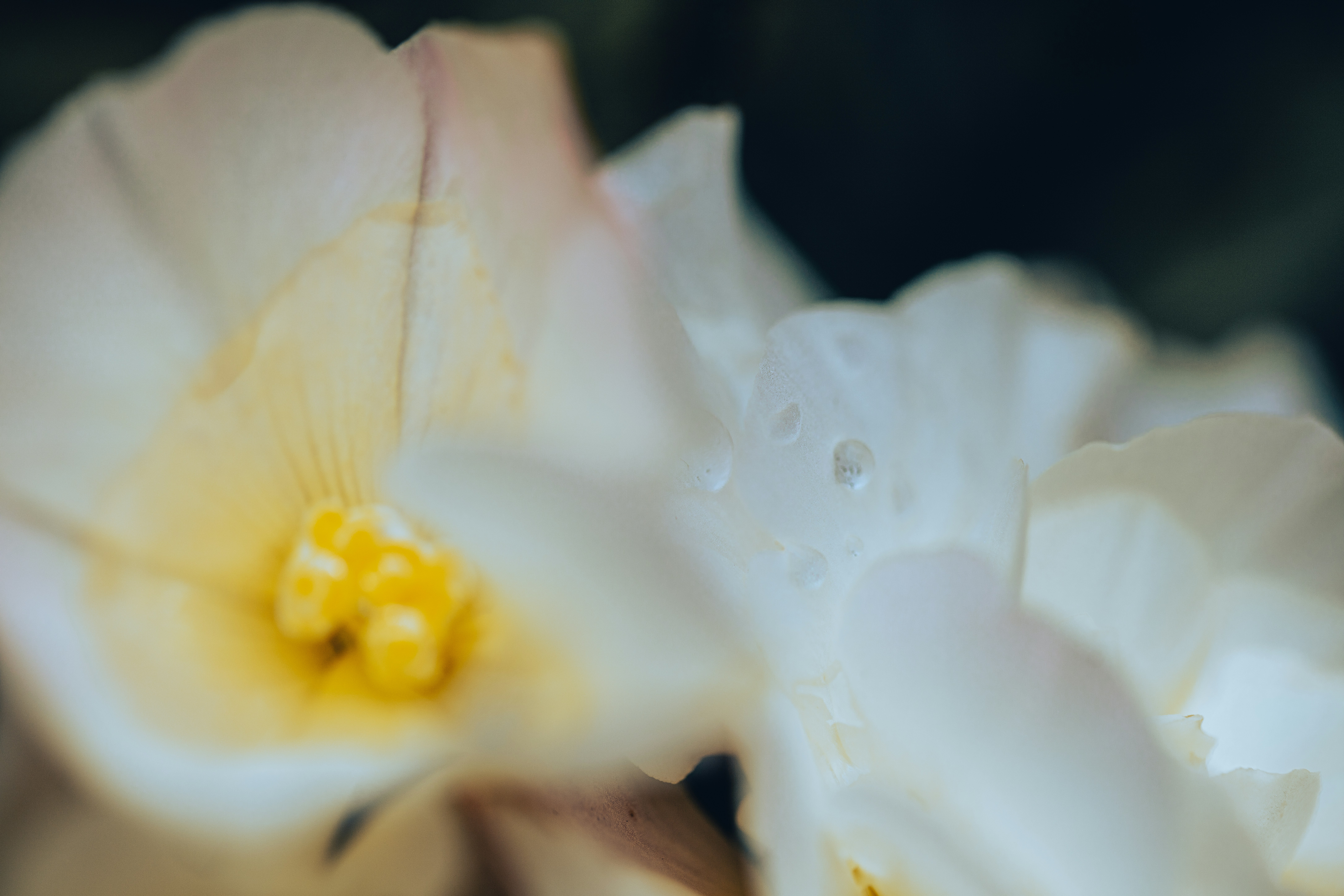 Nahaufnahme einer weißen Blume mit gelbem Zentrum