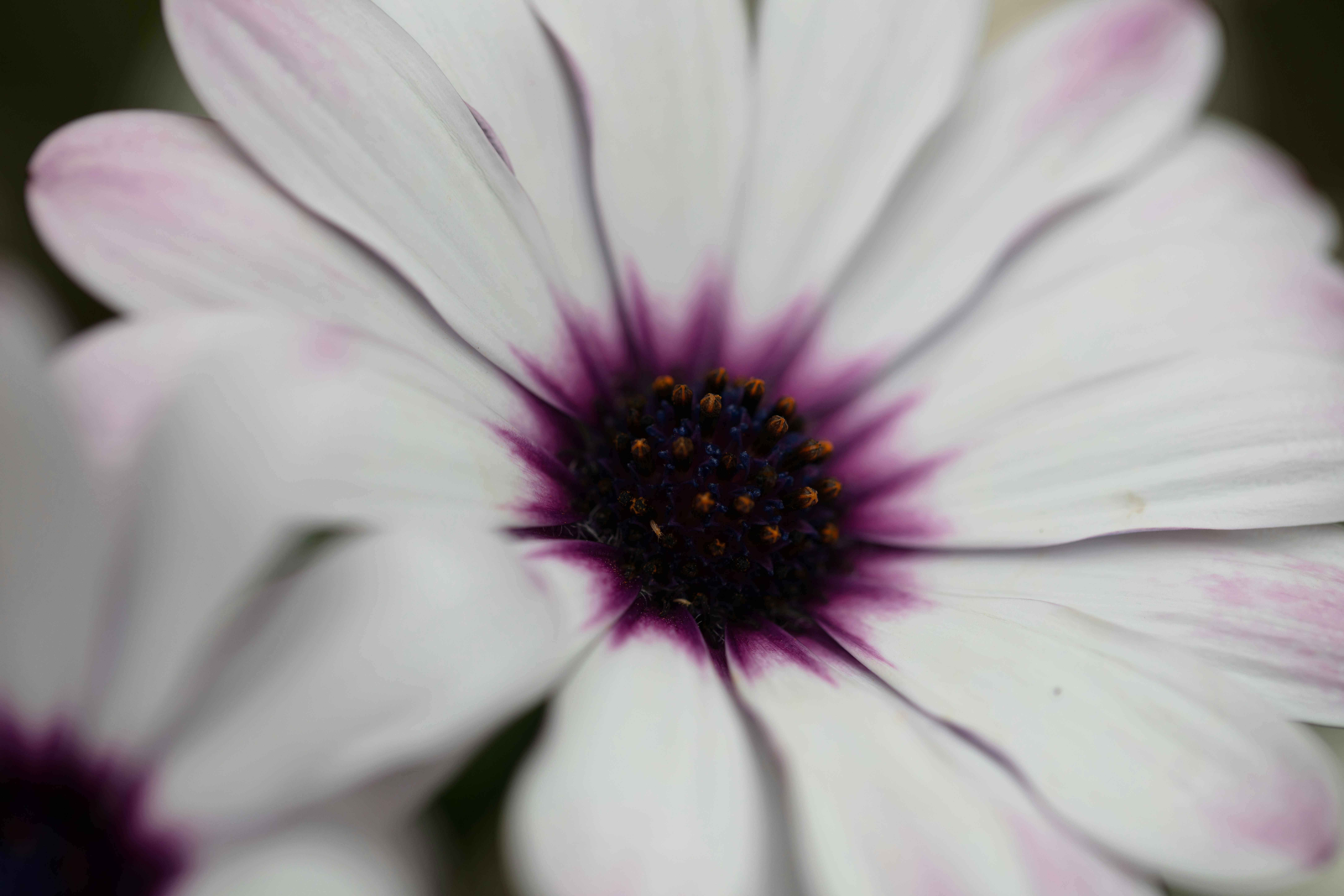 Eine Nahaufnahme einer weißen und lila Blume