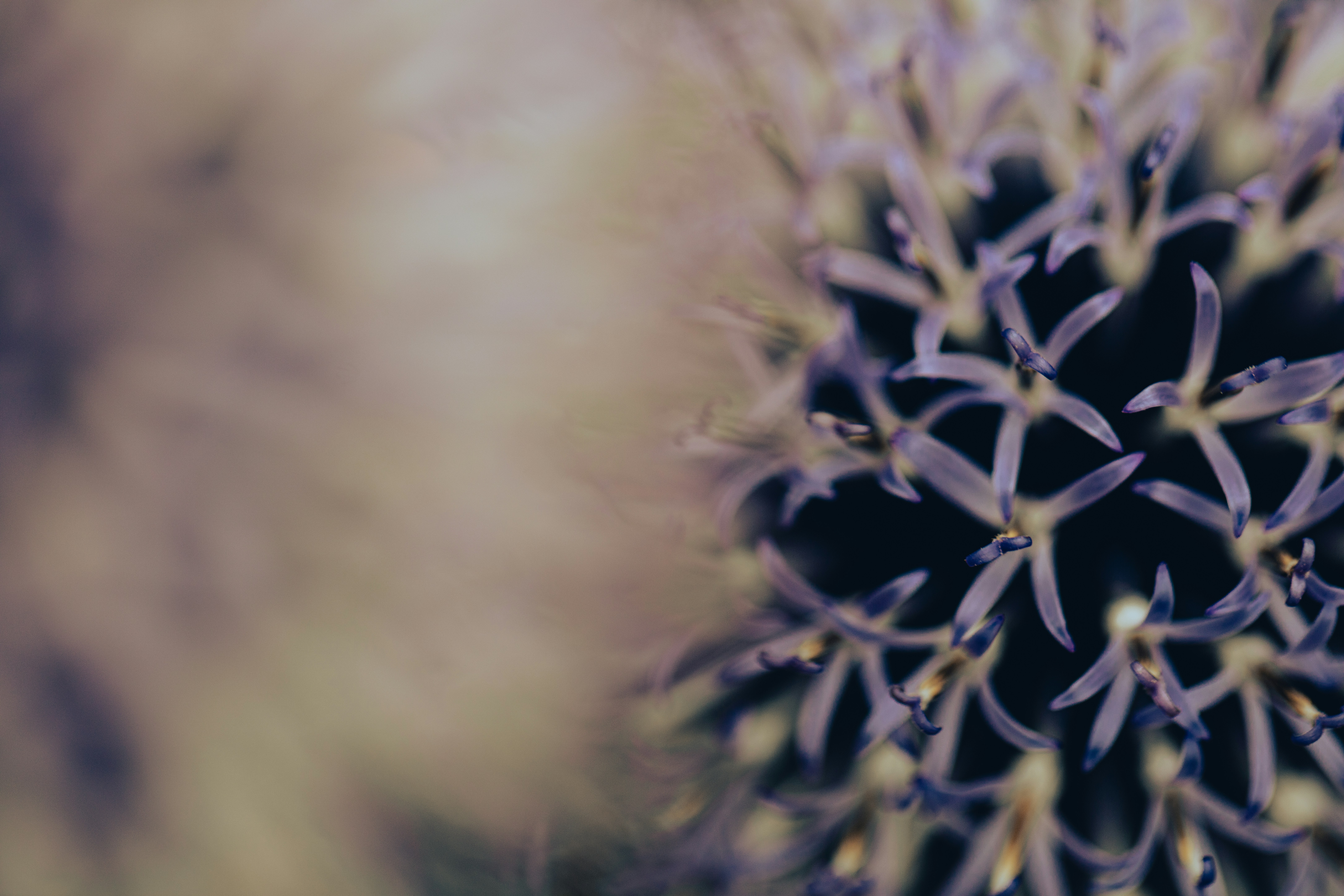 Eine Nahaufnahme einer lila Blume mit verschwommenem Hintergrund