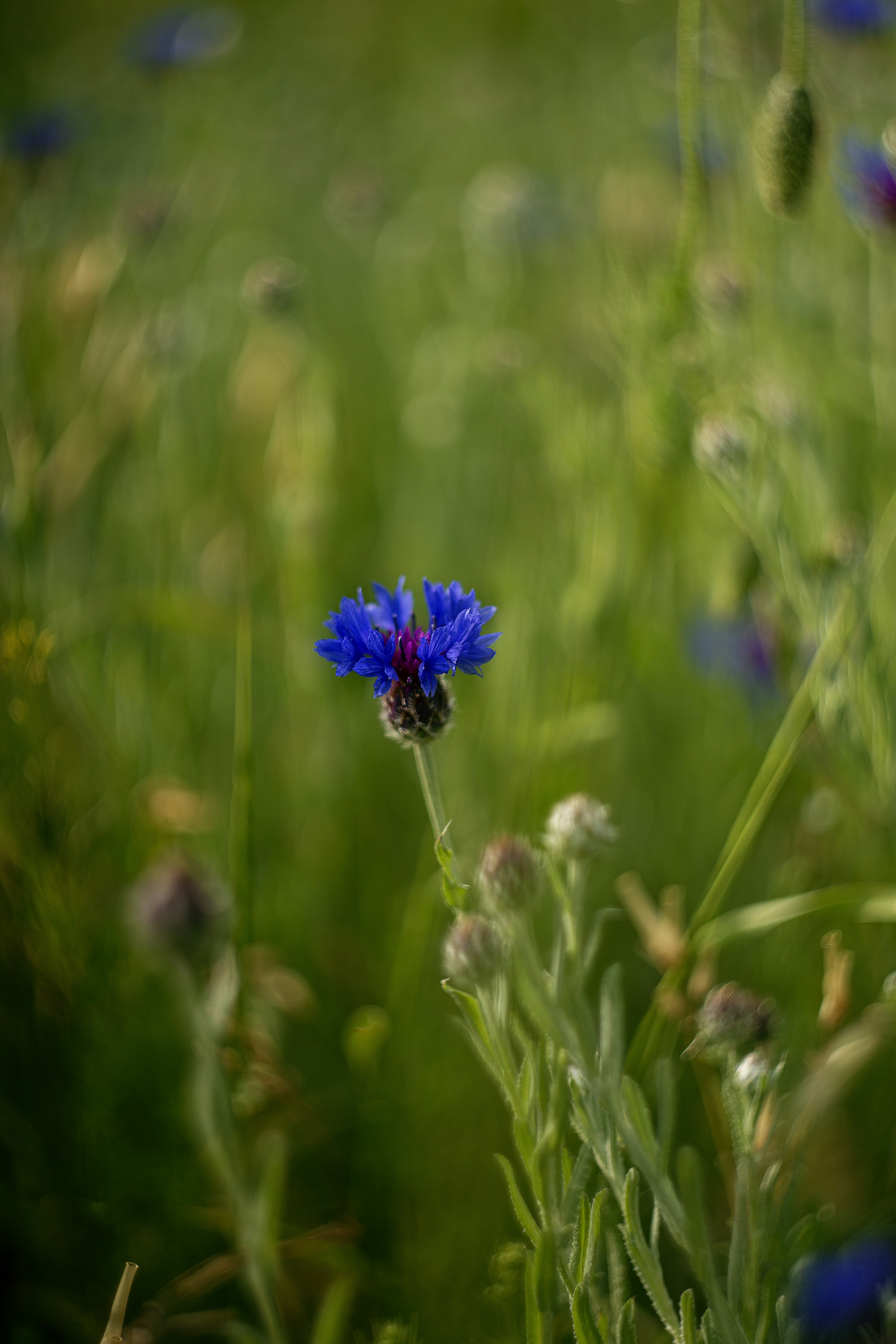 A blue flower in a field of green grass