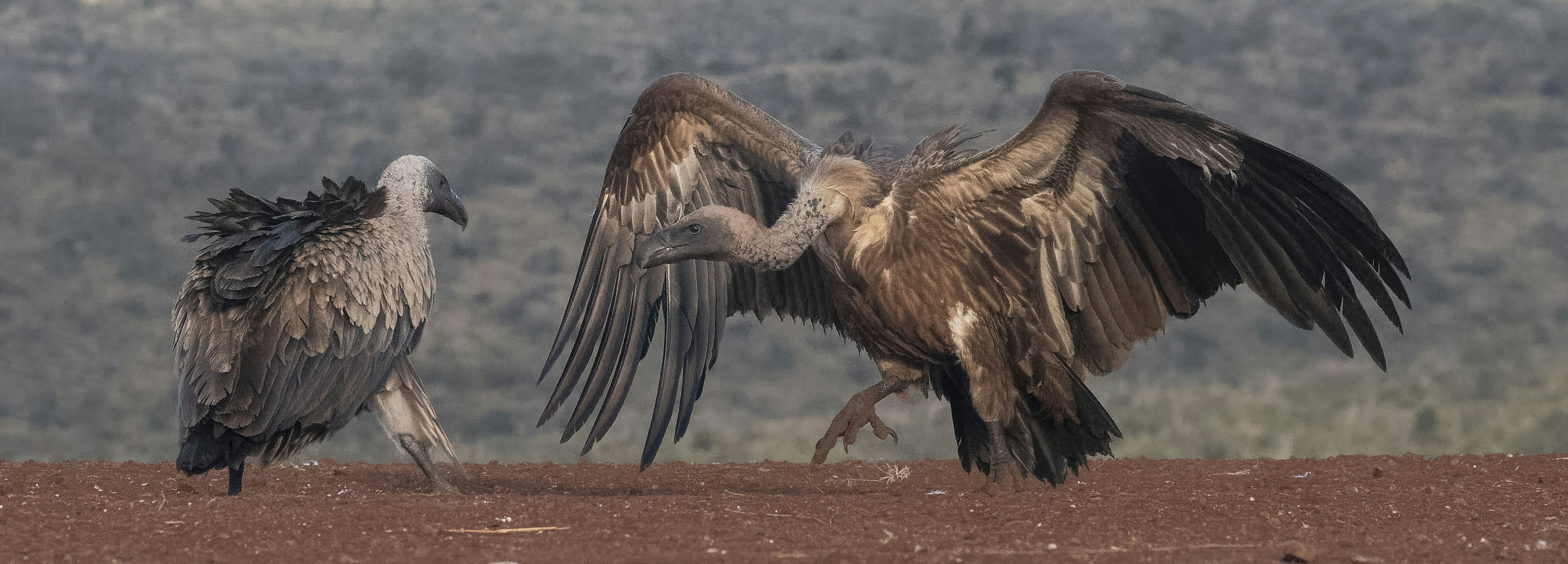 A couple of birds that are standing in the dirt