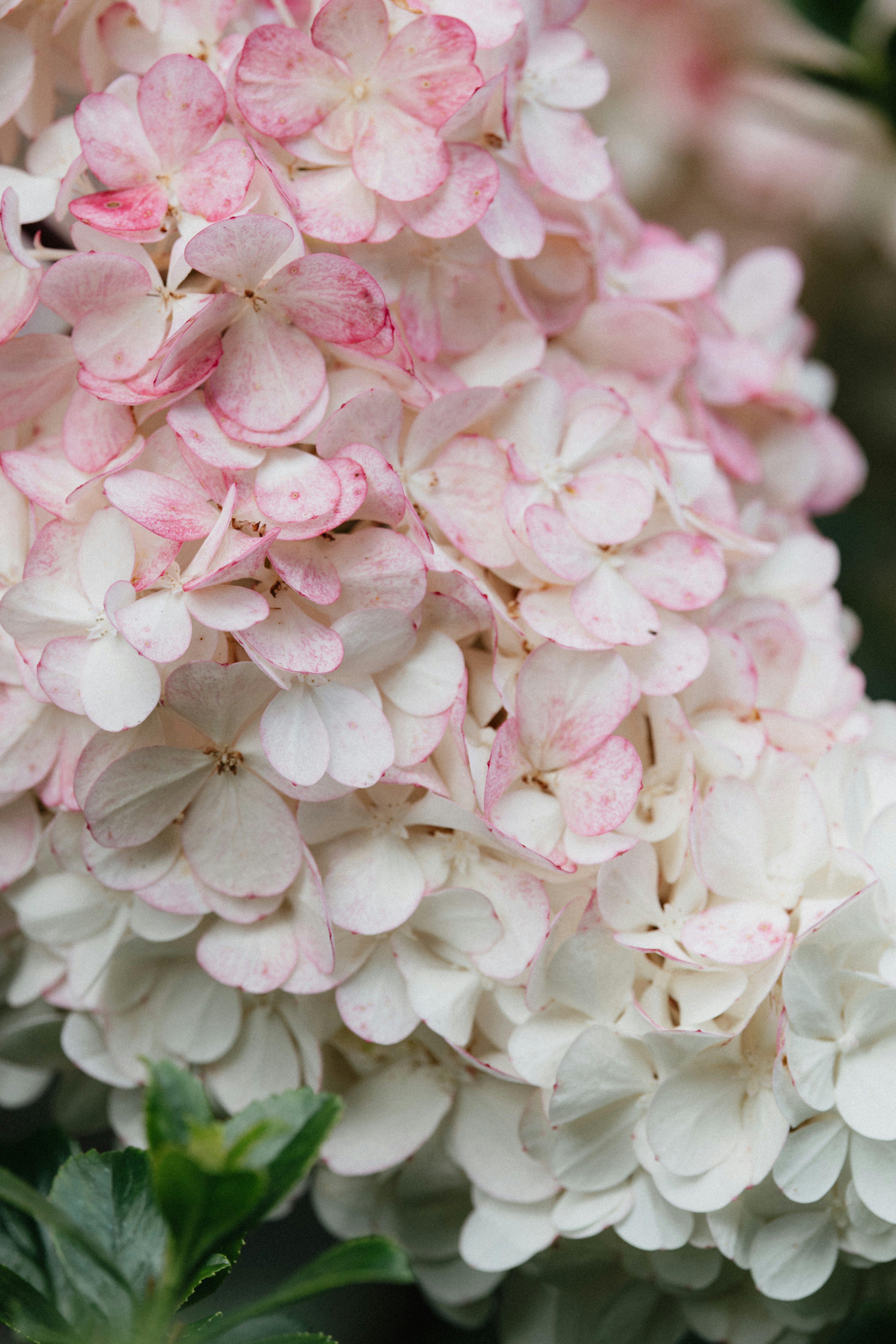 Photo by anniespratt